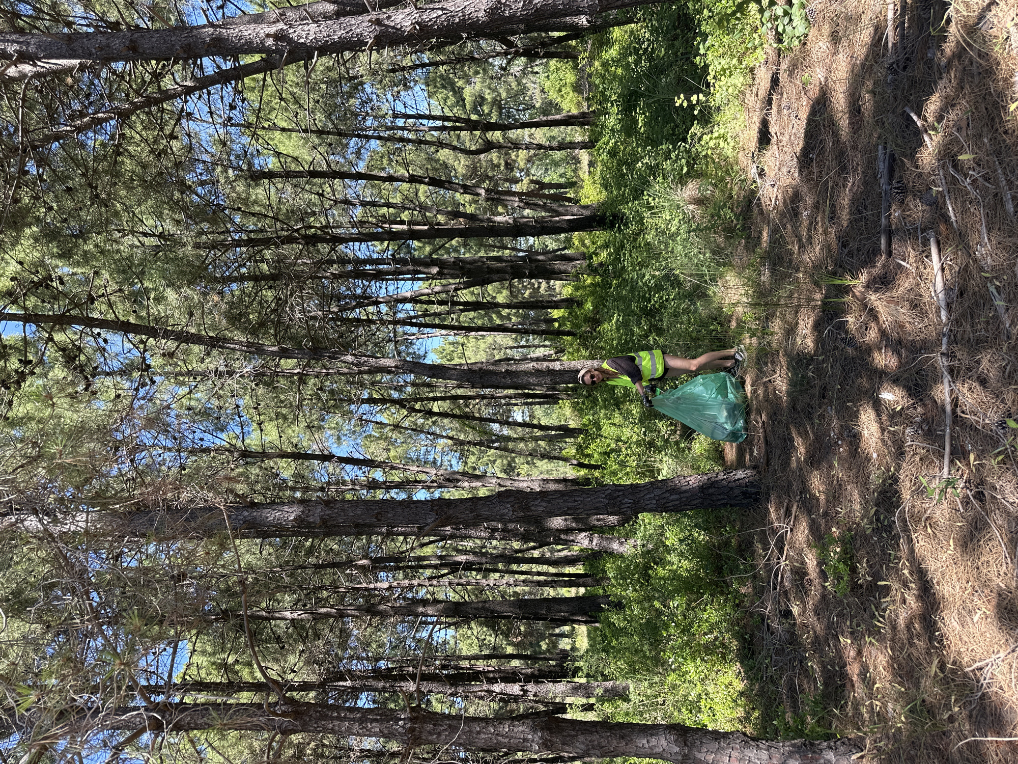 A person is collecting trash in a forest in Donji Štoj, Montenegro. The individual is wearing a reflective vest and holding a green trash bag. The forest is a pine forest. The ground is covered in pine needles and some greenery.