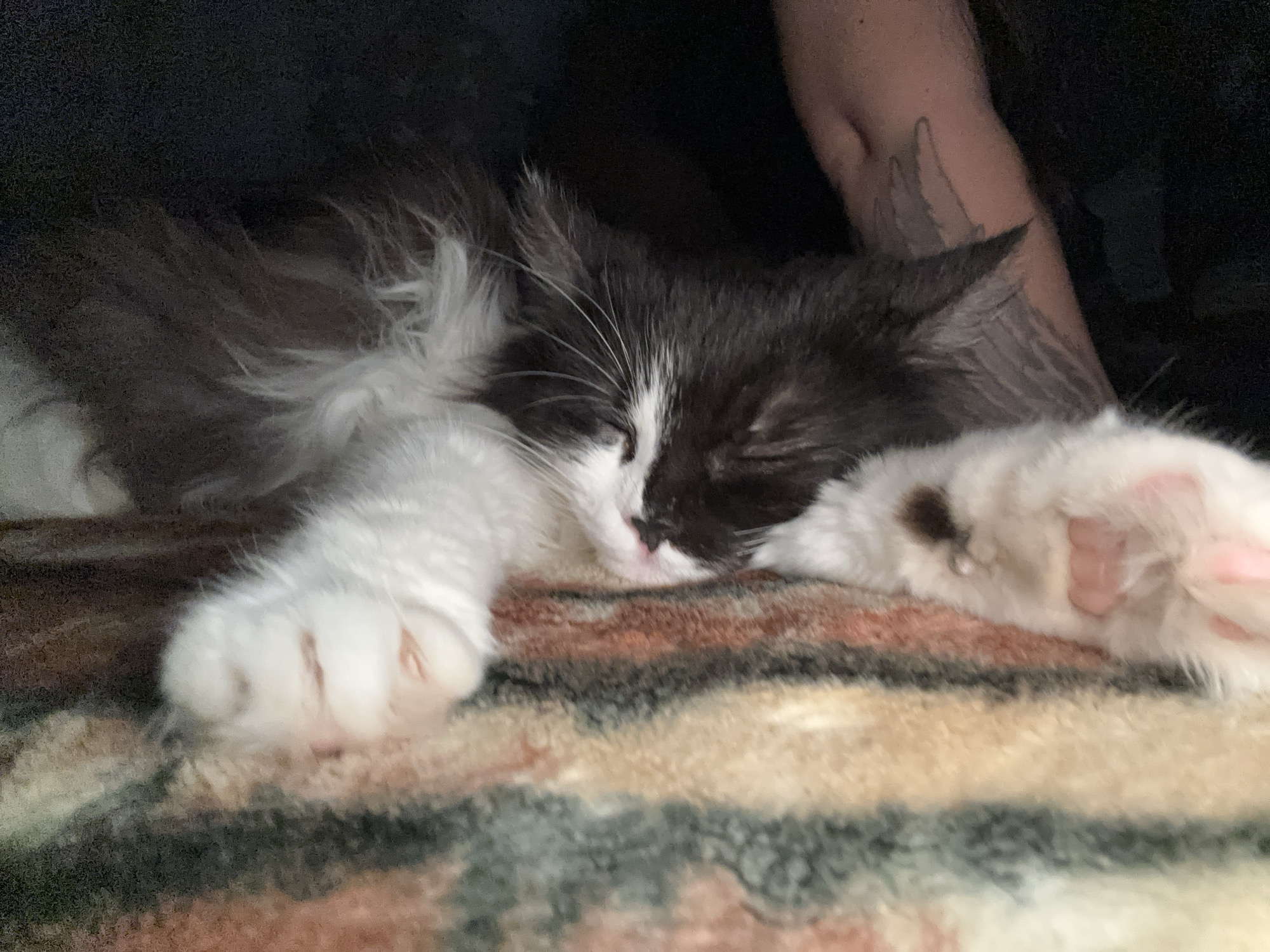 Location: Dobrovnitsa, Bulgaria.
A bicolored feline, exhibiting black/dark grey and white fur, is depicted resting on a multi-striped blanket. The animal's eyes are closed, suggesting sleep or deep relaxation. Its face features a white blaze between dark patches on the forehead and around the eyes, a pink nose, and prominent white whiskers. The cat's front paws are extended forward; the left paw is primarily white with pink pads, while the right paw is white with a distinct dark grey/black spot on its upper surface and visible pink toe pads. The blanket beneath the cat displays horizontal stripes in shades of dark reddish-brown, dark grey, light beige/tan, and greenish-grey. In the upper right quadrant of the image, a light-skinned human arm is partially visible, featuring a grey, stylized wing tattoo on the forearm. The background immediately behind the arm and the upper left portion of the scene are dark and indistinct.