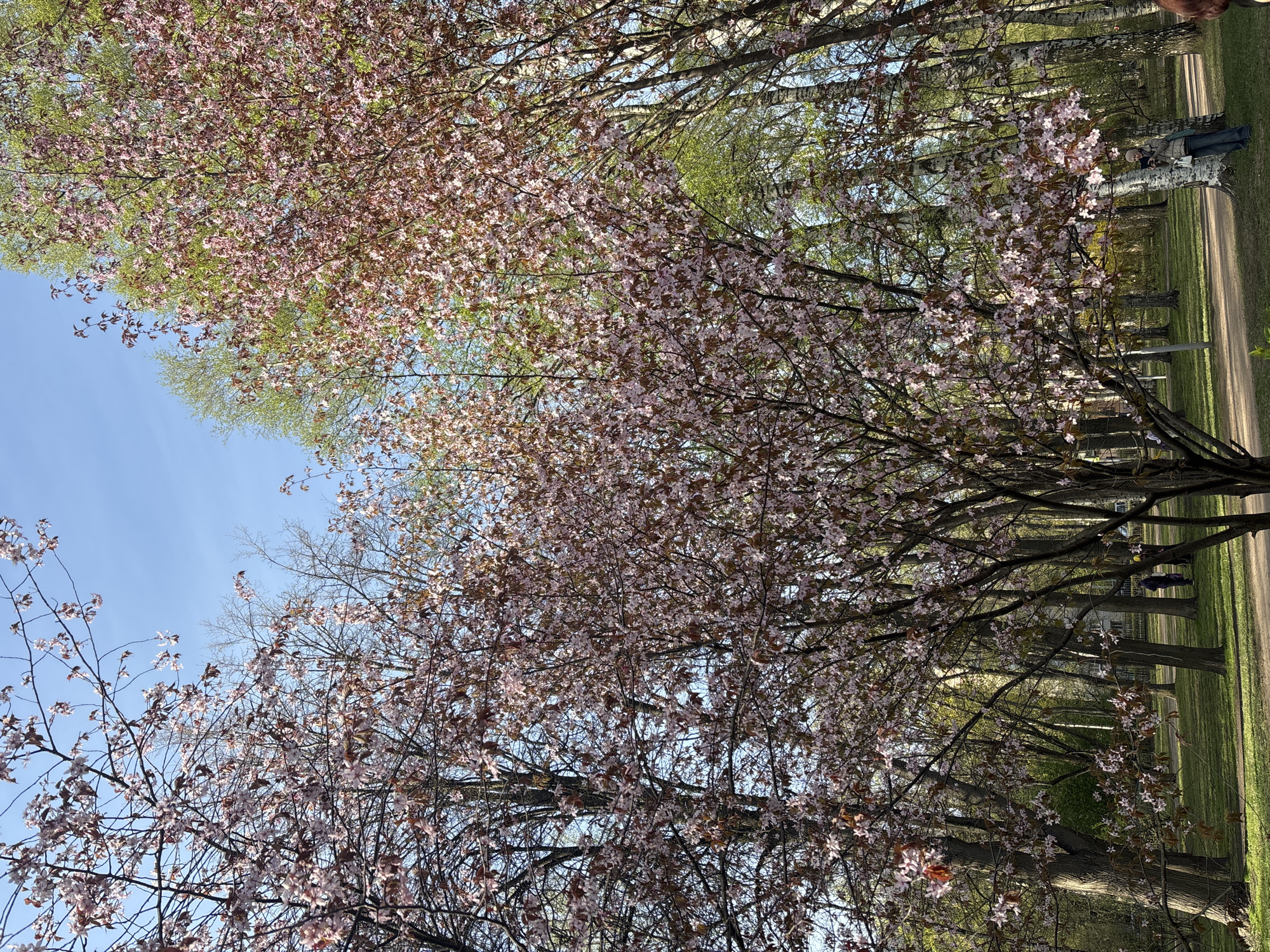 The image shows a view in a park in Saint Petersburg, Russia, with flowering trees dominating the foreground. The trees are adorned with pink and white blossoms. Behind the flowering trees, there's a line of trees with green foliage. The sky is visible in the background and is a clear blue. The path has grassy edges. Two figures are seen in the far distance on the path.