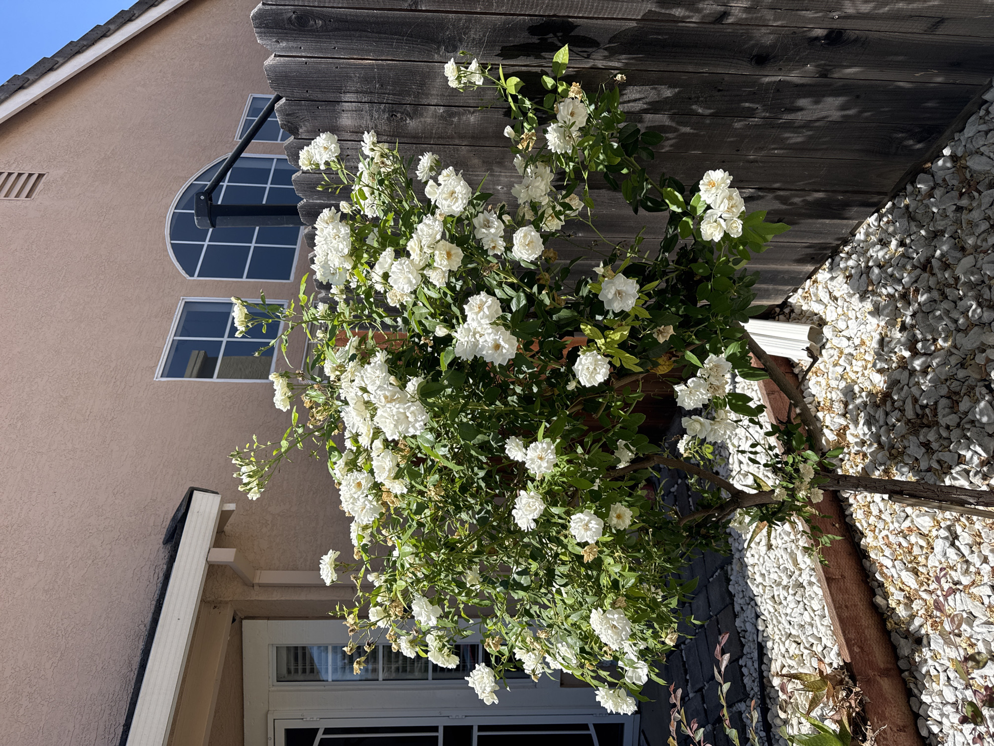 In Antelope, California, a blooming white rose bush is situated in a garden. The rose bush, with its abundant white flowers and green foliage, is the central subject. It is surrounded by white gravel and a wooden retaining border. Behind the rose bush, a weathered wooden fence stands tall. In the background, a house with a textured pale pink stucco exterior is visible, featuring white-trimmed windows, including an arched window. The scene is illuminated by bright sunlight, casting shadows from the fence onto the ground.
