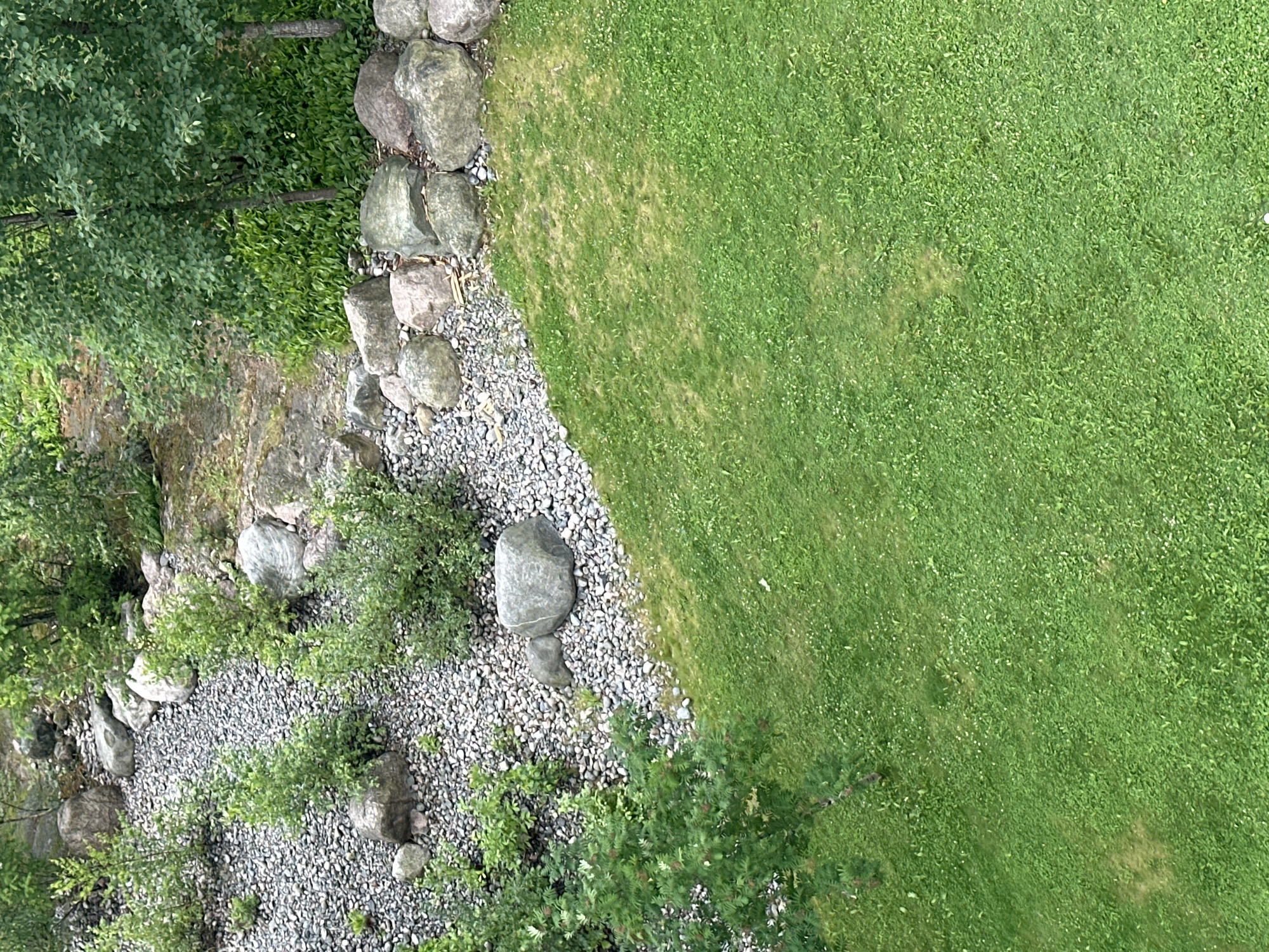 This is an aerial, eye-level shot of a landscaped garden area. The scene is divided diagonally, with a swath of lush, green grass occupying the right two-thirds of the frame. The grass is well-maintained, though there are a few patches of lighter green or brown, suggesting some areas might be drier or less dense. Scattered throughout the grass are tiny white flowers.
The left portion of the image presents a contrasting texture of rocks and vegetation. A retaining wall, constructed from large, irregular stones, forms a boundary between the grass and a sloped area. Below the large stones, a layer of small, light-colored gravel covers the ground. Dotted within the gravel are several medium-sized, rounded grey stones, including one particularly prominent, smooth stone at the bottom center. Various green plants and bushes sprout from the gravel and the rocky slope, adding a wilder, more natural element to this side of the scene. Some of these plants appear to be small trees or shrubs with dense foliage. In the upper left corner, a section of a leafy green tree, with darker branches, overhangs the rock and gravel area.
The lighting suggests it is daytime, with no harsh shadows indicating direct sunlight, possibly overcast conditions or early morning/late afternoon. The overall impression is one of a carefully designed outdoor space that blends manicured elements with a more natural, rocky terrain. No people or text are visible in the image.