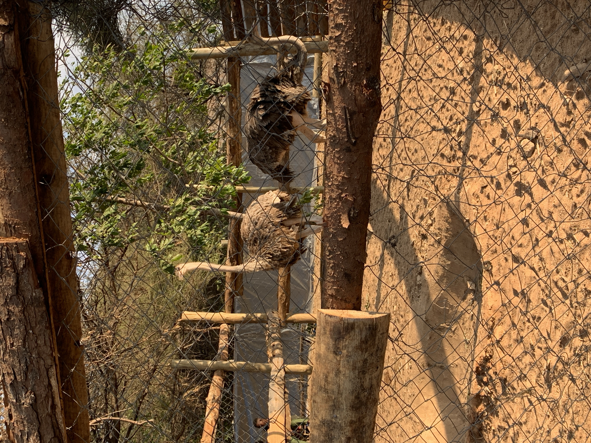 Two ostriches are in an enclosure in Dodoma, Tanzania. The enclosure is made of wooden posts and wire fencing. The ground is sandy and covered with small rocks and debris. There are trees and brush behind the enclosure. In the background, a person can be seen near the fence. The lighting suggests it is late afternoon or early morning.