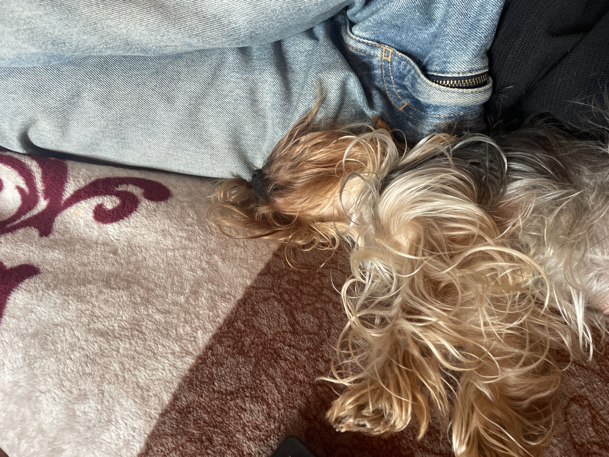 The image provides a close-up, high-angle view of a small Yorkshire Terrier dog sleeping or resting comfortably indoors. The dog, with its characteristic long, flowing fur in shades of brown, tan, and light blonde/gray, is lying on a plush, patterned blanket. This blanket features areas of light beige and a darker brown, separated by a sharp diagonal shadow, and includes a distinctive burgundy or maroon swirling pattern on the lighter section.
The dog's head is nestled against a crumpled light-blue denim garment, likely jeans or a jacket, which partially covers the upper left of the frame. The denim fabric shows visible texture, stitching, and a functional brass-colored zipper on what appears to be a pocket. Adjacent to the denim, a section of dark, possibly black, fabric is visible.
A strong, well-defined shadow cuts across the blanket, suggesting bright natural light, likely sunlight, streaming into the room during the daytime. The dog appears peaceful and relaxed. A small portion of a black object, possibly a mobile phone or remote control, is visible at the bottom edge of the frame. The overall scene depicts a quiet, cozy domestic setting, likely in Burgas, Bulgaria. There is no visible text in the image.