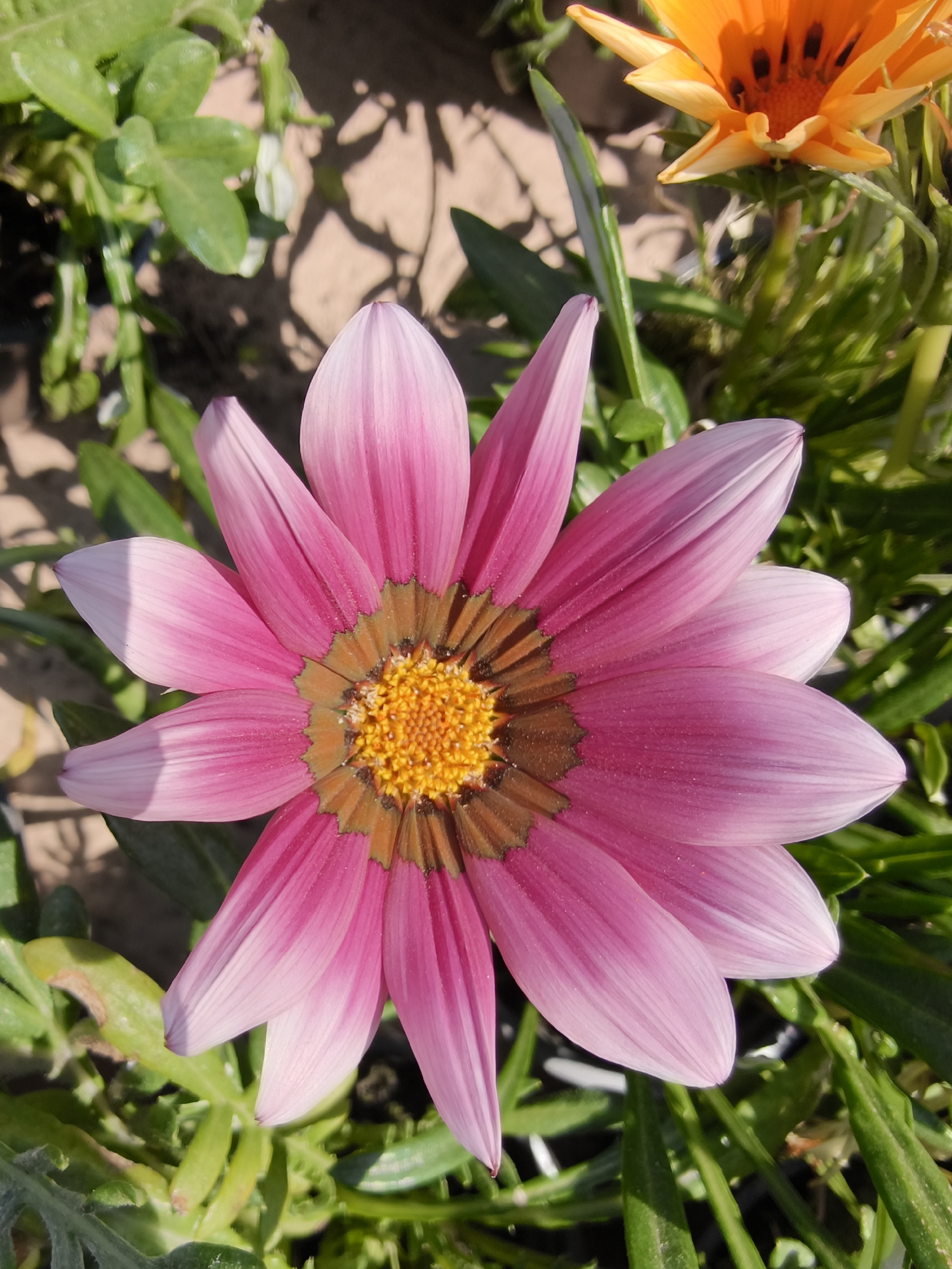 The image depicts a pink Gazania flower with white tips on its petals, centered in the frame. The flower has a yellow and brown center. Other plants with green leaves surround the Gazania. In the top right corner, part of an orange Gazania flower with black spots is visible. The ground is a mix of green foliage and what appears to be soil. The location is Shyroke, Ukraine.