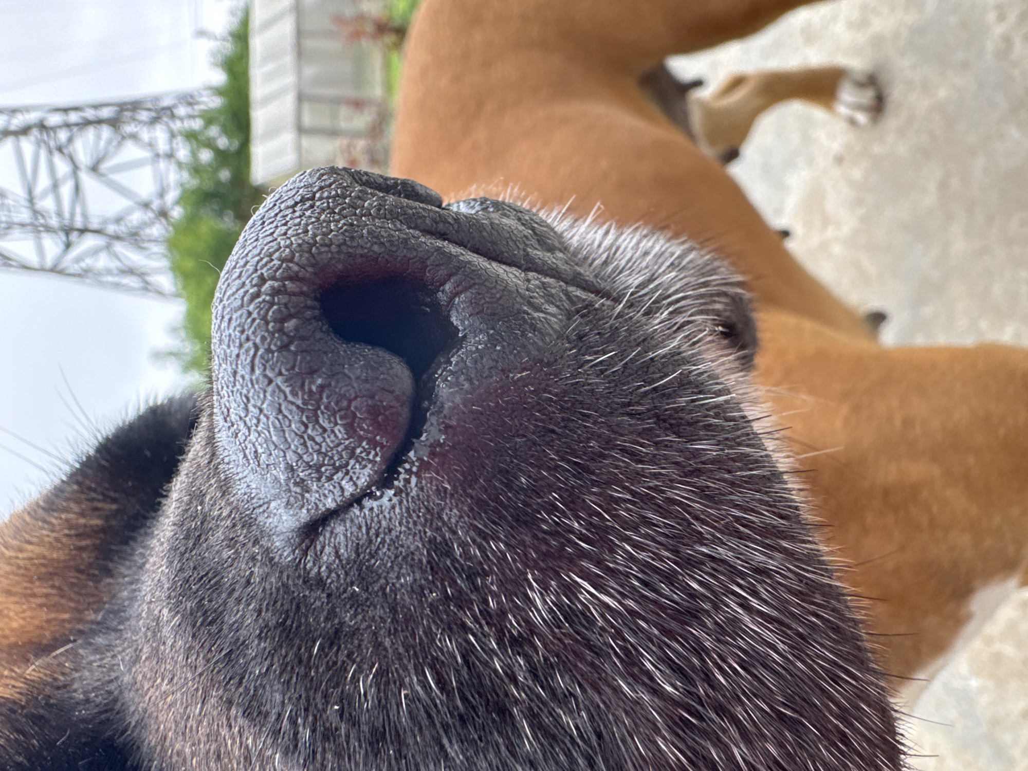 This is a close-up, low-angle, outdoor photograph of a dog's wet, black nose. The dog's fur, which is dark brown with some gray and white hairs, is visible in the foreground. In the background, a portion of another tan-colored dog is visible, along with a greenhouse and a tall metal transmission tower under an overcast sky. The ground appears to be concrete. The photograph was taken in the city of Chaikovsky, Russia.
