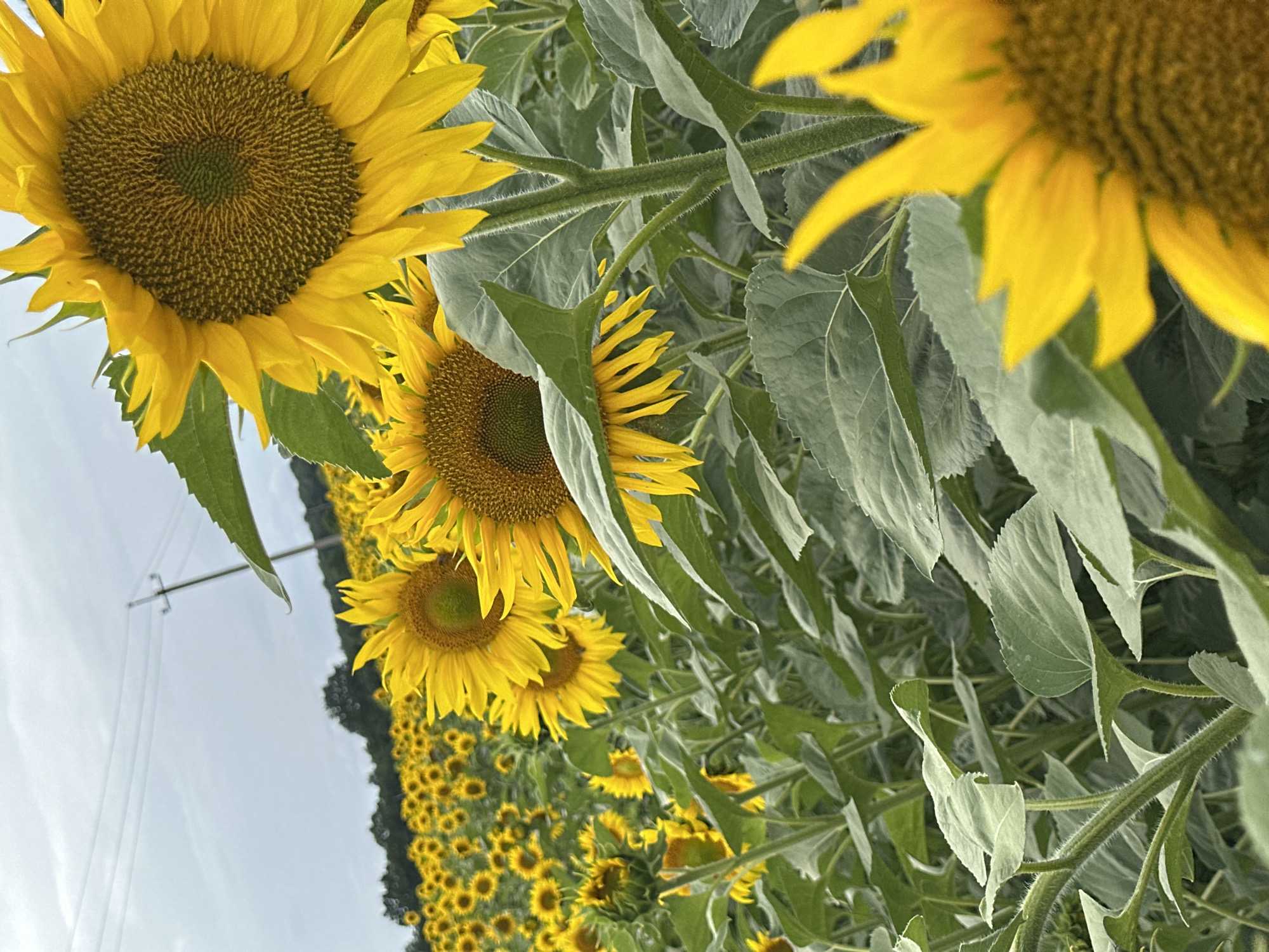 The image shows a close-up view of a sunflower field under a cloudy sky. Several large sunflowers are in focus in the foreground, with their yellow petals and dark centers prominent. The stems and large green leaves of the sunflowers are also visible. In the background, a vast expanse of smaller sunflowers stretches towards a tree line. A utility pole and overhead wires are visible against the overcast sky. The scene is located in a field near Korchivka, Ukraine.