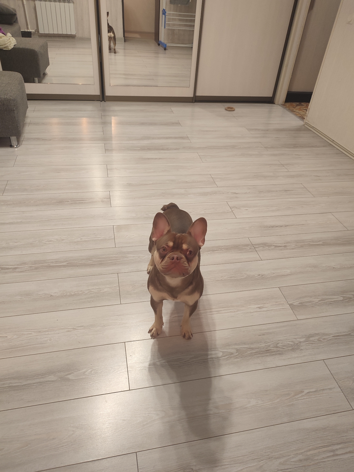 A brown and tan French Bulldog stands on a light wood-plank floor. The dog is looking directly at the camera with its ears perked. The floor is clean and appears to be in a residential setting. In the background, a large mirror reflects a hallway and a white radiator. A grey ottoman is visible in the left foreground, with some light-colored fabric draped over it. A small, light brown ring-shaped object is on the floor in the mid-ground to the right. The scene is dimly lit.
