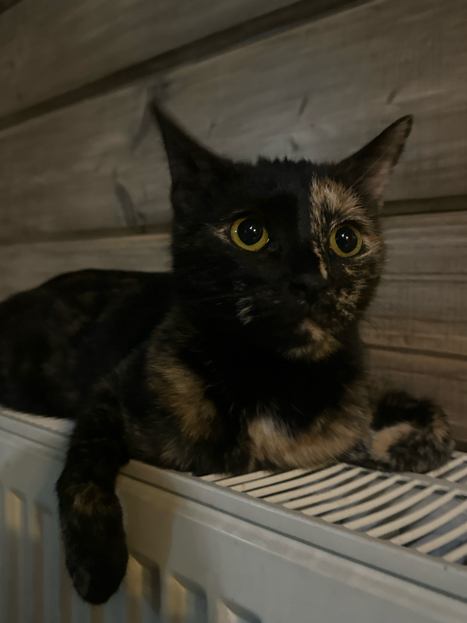 A tortoiseshell cat with striking yellow eyes is resting on a white radiator. The cat's fur displays a patchwork of black, brown, and cream colors. Its left paw dangles over the edge of the radiator. Behind the cat, a wooden wall with horizontal planks serves as the backdrop. The overall lighting suggests an indoor setting, possibly a home in Ozerki, Russia.