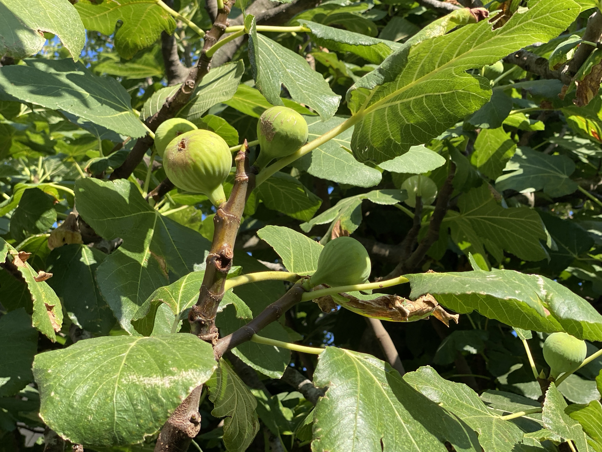 This is a close-up, eye-level photograph of unripe green figs growing on a tree. The figs are of varying sizes and some have slight blemishes or signs of drying. The leaves are large, green, and veined, with some showing signs of minor damage or discoloration. The branches are dark and gnarled. The scene is bathed in natural sunlight, creating shadows and highlights on the foliage and fruit. The background is blurred, suggesting a shallow depth of field, with hints of blue sky visible through the leaves. The location is stated to be in the city of Zgrade, Montenegro. There are no people or animals visible in the image.