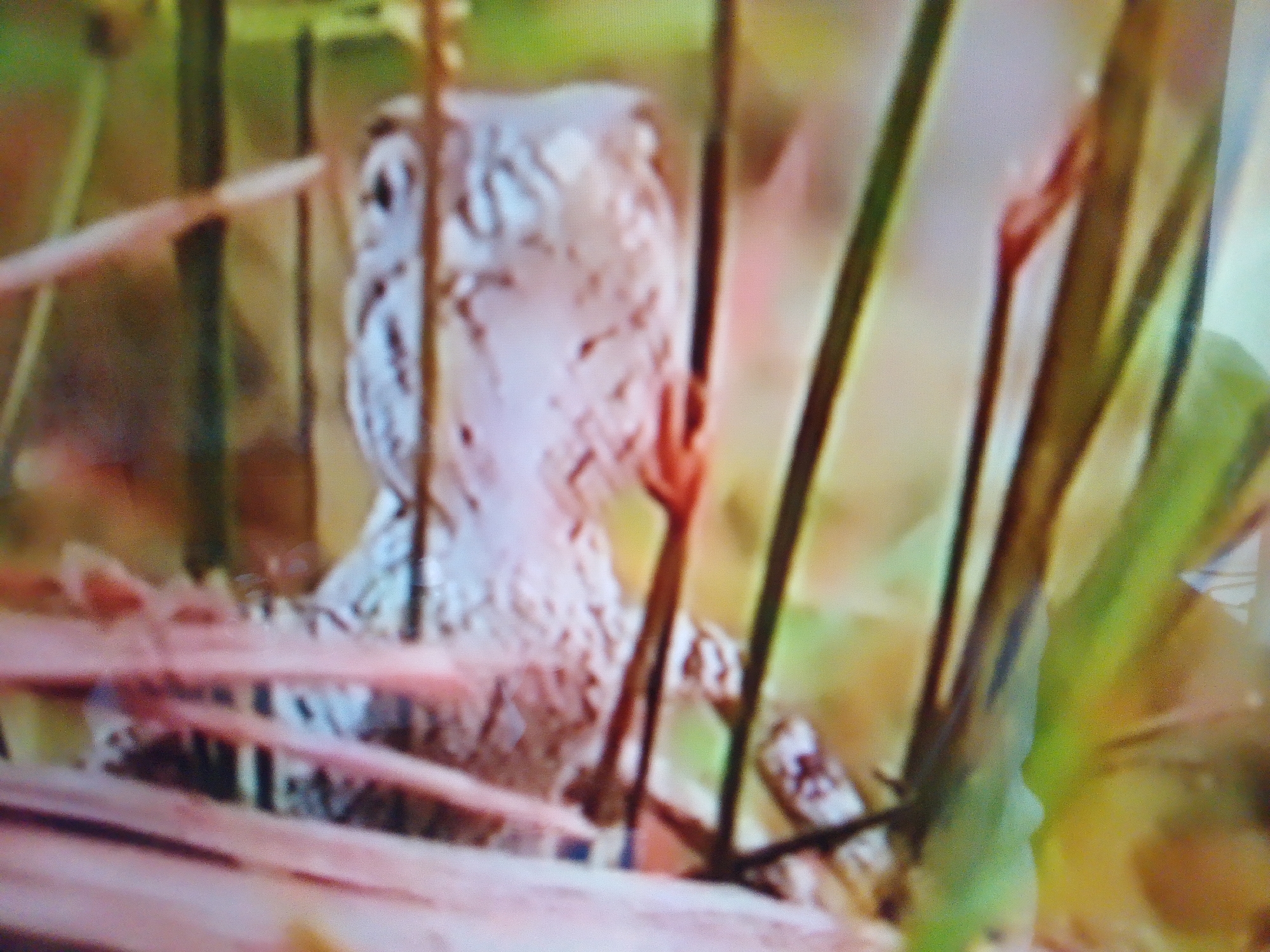 The image is a close-up, blurry shot of a chameleon-like creature nestled amongst tall, thin green and brown stalks. The creature is light-colored with darker, speckled markings. Its head is angled towards the viewer, and it appears to have large eyes. The background is a blur of green and brown, suggesting an outdoor, natural environment. There are no discernible landmarks or features that would indicate a specific location within the city of Dushanbe, Tajikistan.
