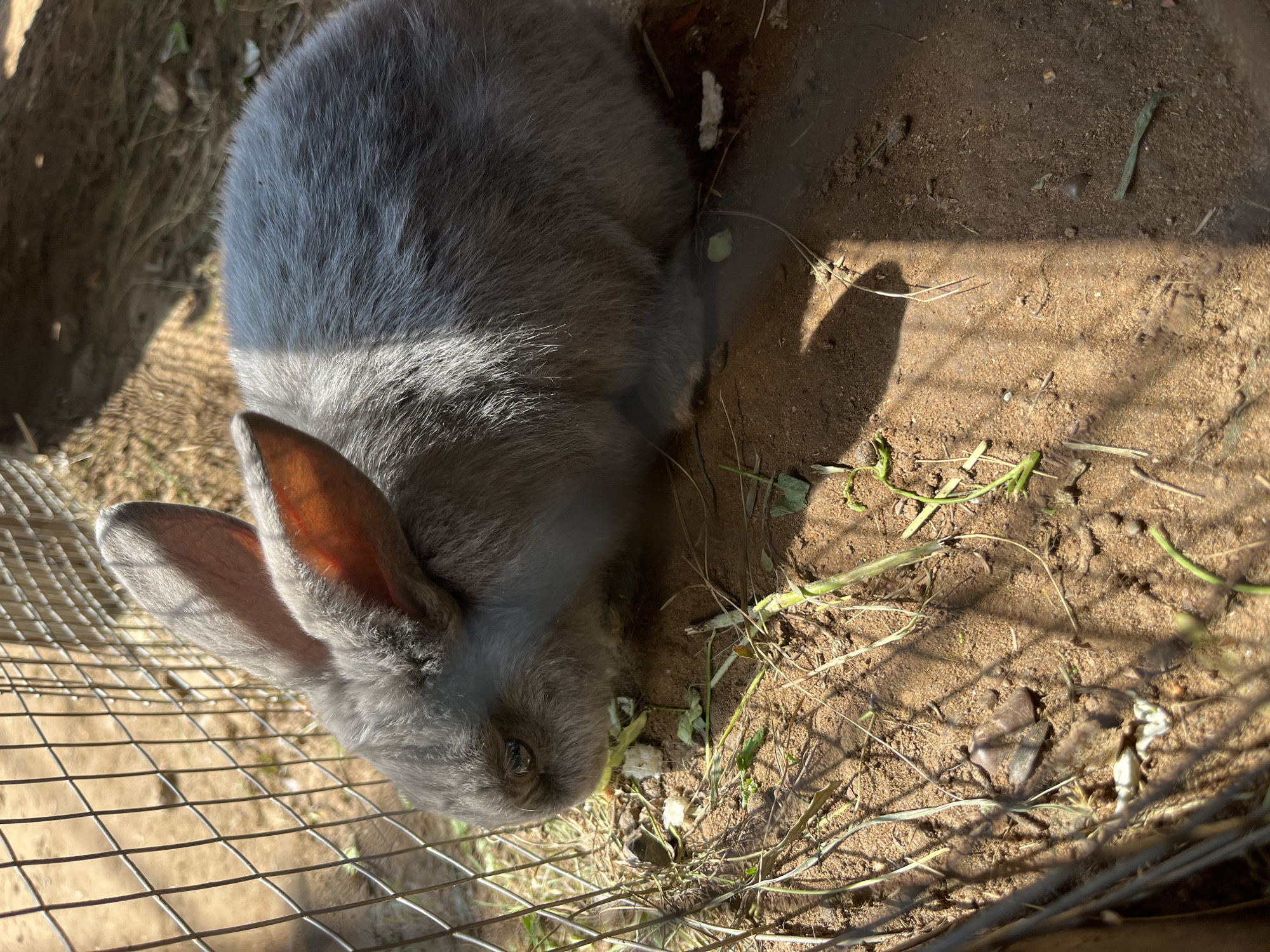 A gray rabbit is visible in an outdoor enclosure. The rabbit is positioned in the center of the frame, facing left, with its head down. It appears to be eating small green leaves and white material on the ground. The enclosure's wire fence is visible on the left side of the image. The ground is covered in dirt, with some scattered dry grass and small debris. Sunlight casts shadows across the ground, indicating it is daytime. The specific location in Chaikovsky, Russia, cannot be determined from the image.