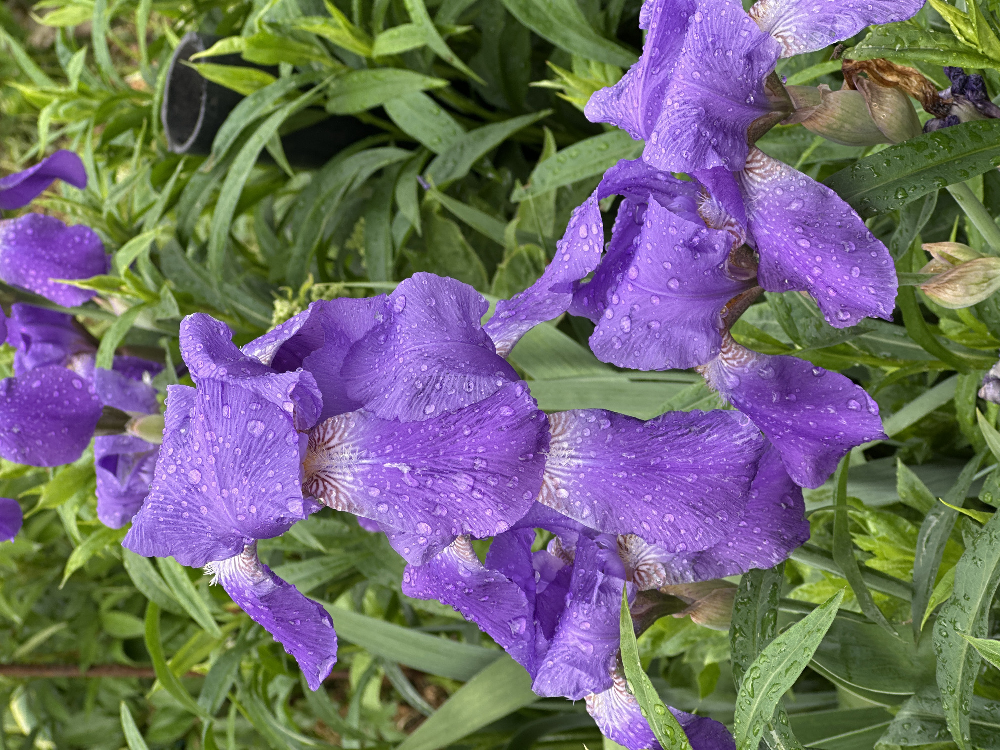 The image shows a close-up view of purple irises covered in water droplets, likely after a rain shower. The flowers are in full bloom, with a detailed texture of the petals visible. The background features green foliage, also covered in droplets, creating a fresh and vibrant atmosphere. The image does not contain any discernible elements that would confirm a specific location, such as Nizhny Novgorod, Russia. The scene focuses solely on the floral arrangement and the effects of water on the petals and leaves.