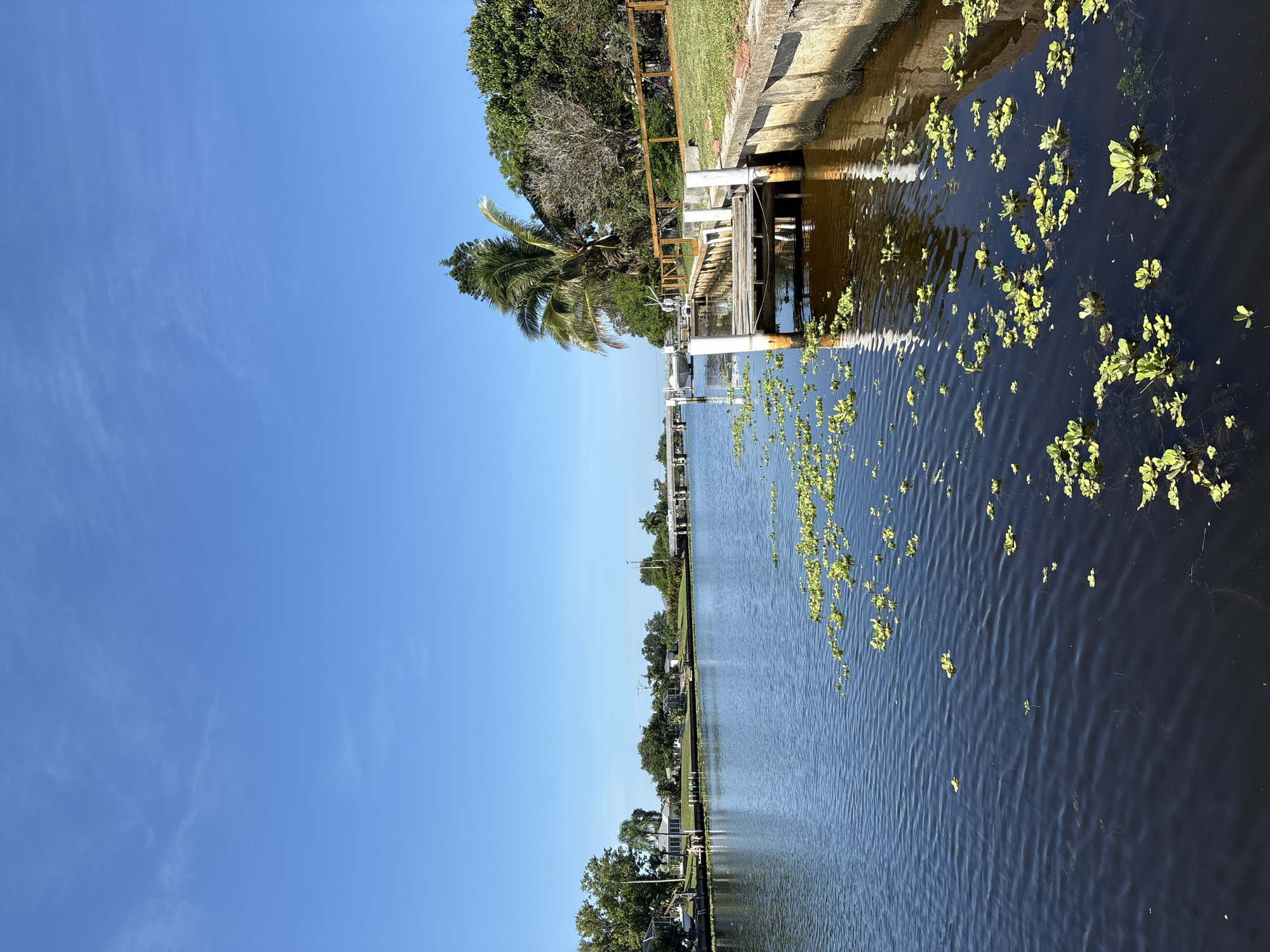 The image shows a canal with dark blue water and a bright, clear blue sky. The water is covered with scattered green aquatic plants, particularly on the right side of the image. A wooden dock with white pilings extends into the water from the left bank. A palm tree stands behind the dock, with lush green trees and grass lining the bank. In the distance, houses and more trees are visible along the canal, with a bridge in the far distance. The scene appears to be set in a residential canal system, likely in a warm climate given the palm tree. The time of day appears to be midday, with bright sunlight casting clear shadows. The weather is clear and sunny. No people are visible in the image. The overall mood is peaceful and serene.