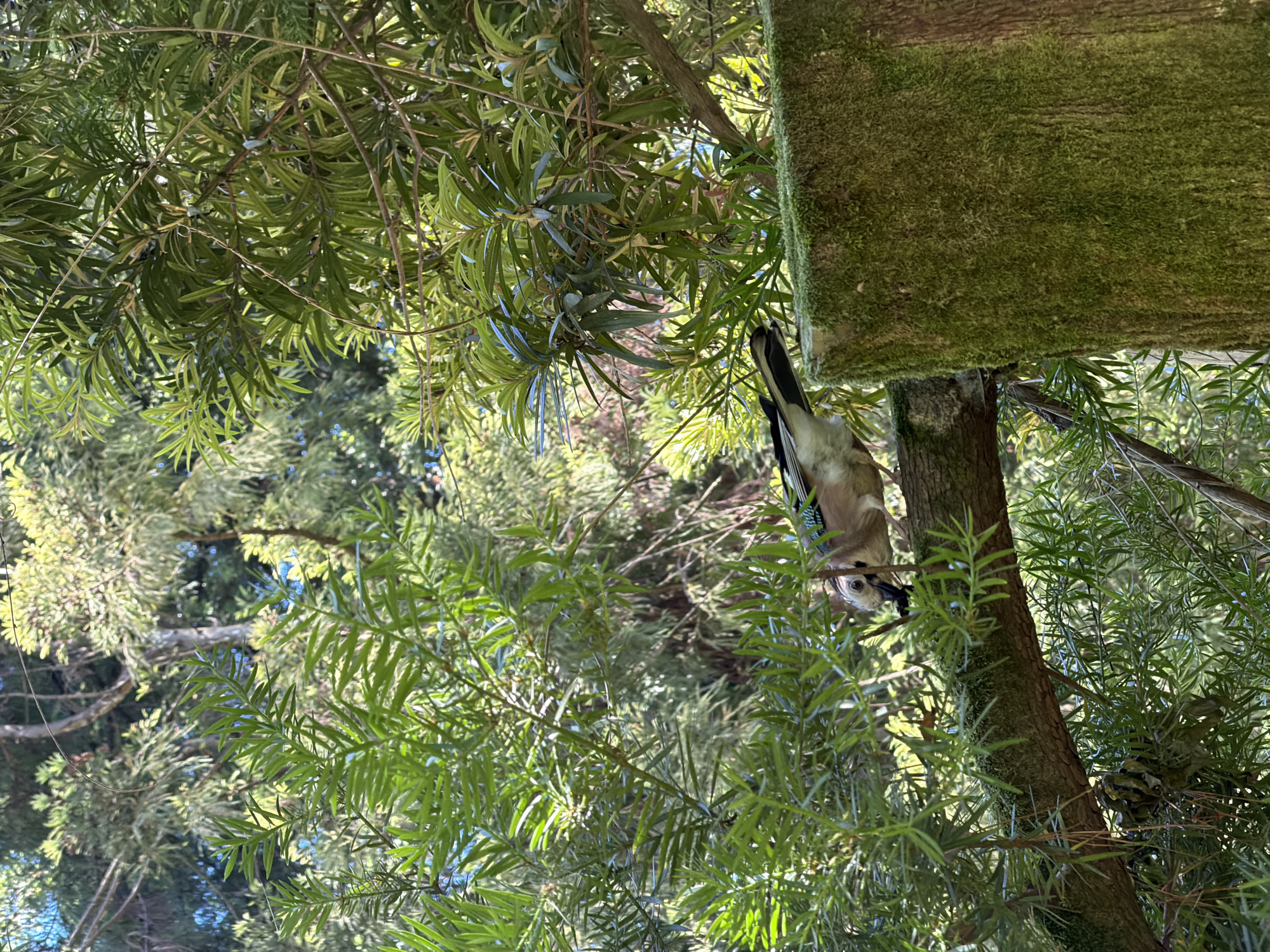 A Eurasian jay is perched on a moss-covered tree branch, its head angled downwards as if pecking at something. The bird has a brown and white body with distinctive blue and black markings on its wings and head. The branch is surrounded by lush green foliage, with sunlight filtering through the leaves, creating dappled lighting. In the foreground, a large, moss-covered wooden post stands vertically. The background shows more trees and a hint of blue sky. The scene is set in a natural, wooded environment, possibly a park or forest. No specific landmarks or structures in the city of Sirius, Russia, are identifiable in this image.