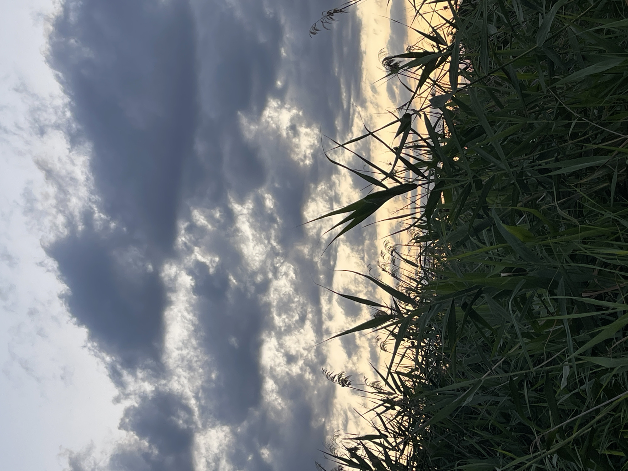 The image depicts a close-up view of tall, green reeds in the foreground, silhouetted against a dramatic sky filled with dark, heavy clouds. Hints of a sunset can be seen through breaks in the clouds, casting a warm, yellowish glow. The reeds are densely packed and appear to be growing in a natural environment, possibly near a body of water. The overall impression is one of nature's raw beauty, with the stormy sky suggesting impending weather. The location is identified as the city of Donskoye, Russia. There are no people or specific actions visible in the scene.