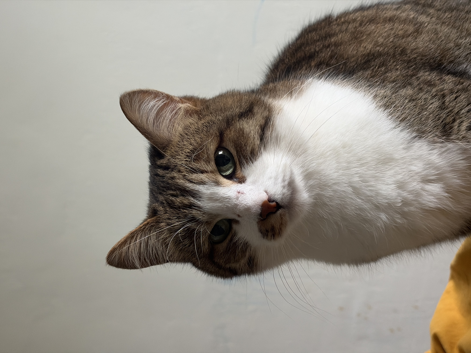 A close-up, angled view of a brown and white cat looking downward. The cat has green eyes and a pink nose with some minor abrasions. The background is a plain, light color. There is a hint of something yellow in the lower right corner. There is no indication of Chaikovsky, Russia.
