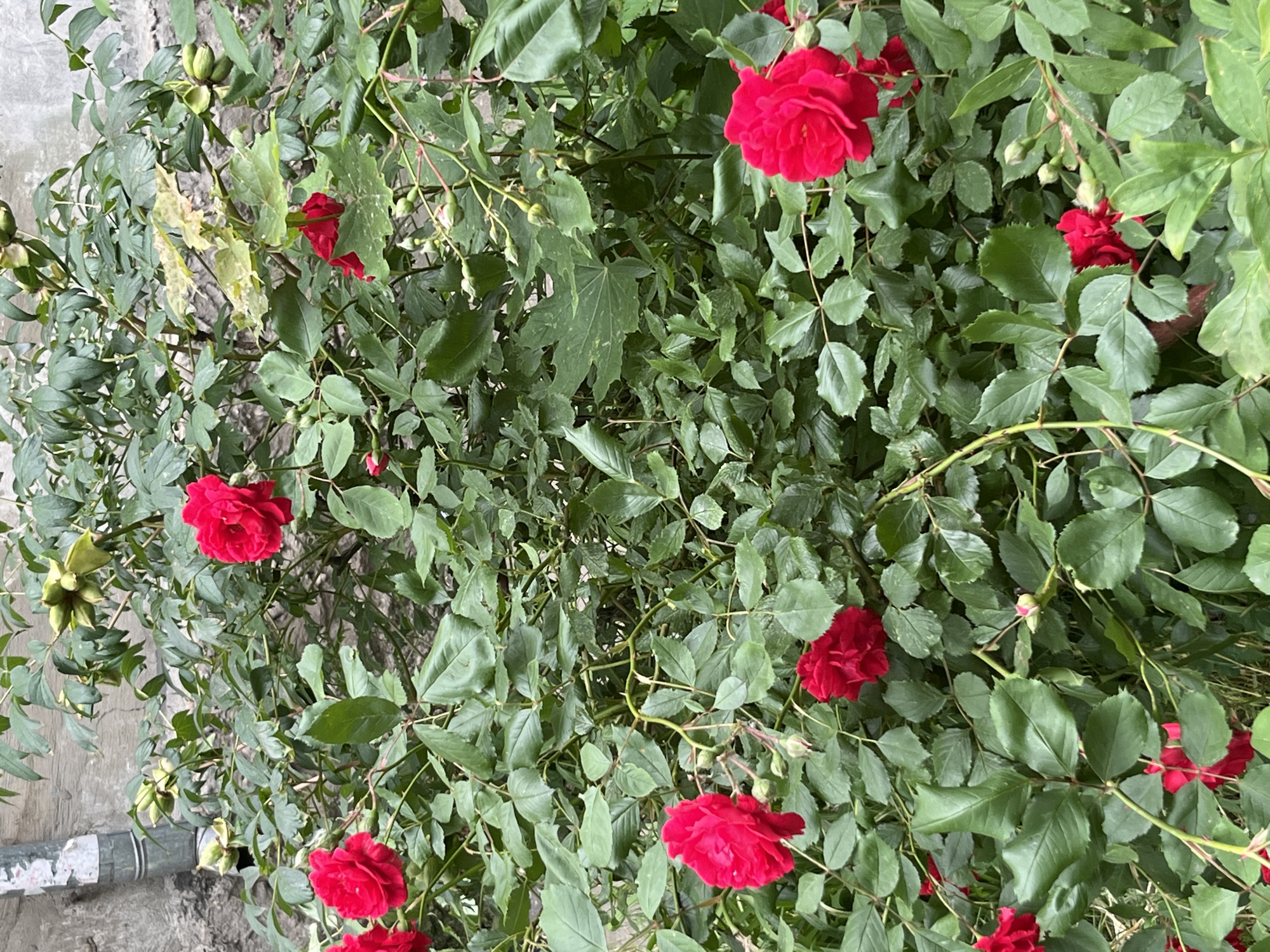 This image depicts a dense cluster of various green plants, predominantly rose bushes, against a weathered urban background. The scene is located in Kryvyi Rih, Ukraine.
Multiple red roses are in bloom, scattered throughout the foliage, along with numerous undeveloped rosebuds. The roses exhibit bright red petals, some fully open, others partially unfurled. The dominant plant species displays compound, dark green leaves typical of rose bushes. Interspersed among the rose foliage are leaves from other plant species; specifically, a large, palmately lobed green leaf, possibly from a maple, is visible towards the center-right. Additionally, a plant bearing distinctive green, segmented or bulbous capsules/seed pods, indicative of a peony, is present towards the top left and top right of the frame.
The background consists of a textured, light gray wall, appearing to be made of concrete or stone, showing signs of age and weathering. Attached to the upper left section of this wall is a vertical, light gray metal pipe, likely a downspout, which displays marks of wear and possible residual paper or adhesive material. No people or animals are present. The scene is static, showcasing plant life in an outdoor, urban setting.