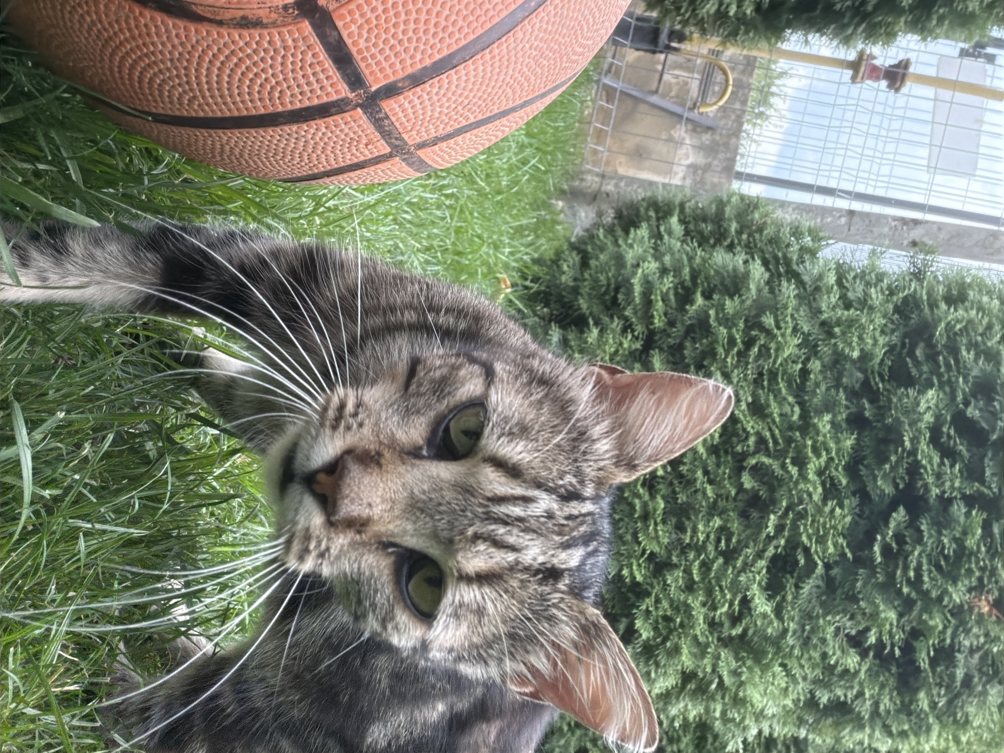 A close-up, low-angle outdoor shot features a tabby cat with green eyes and long white whiskers. The cat is partially obscured by a basketball, which is visible on the left side of the frame. The cat is in a crouched position, appearing to be looking directly at the camera. Lush green grass surrounds the cat and the basketball. In the background, a dark green evergreen tree dominates the upper right portion of the image. To the left, a white wire fence encloses an area, behind which is a grey concrete wall and some yellow pipework. The sky is visible through the fence, appearing overcast. The scene appears to be in a backyard or garden area, likely in a residential setting. The location is identified as Oxentea, Moldova.