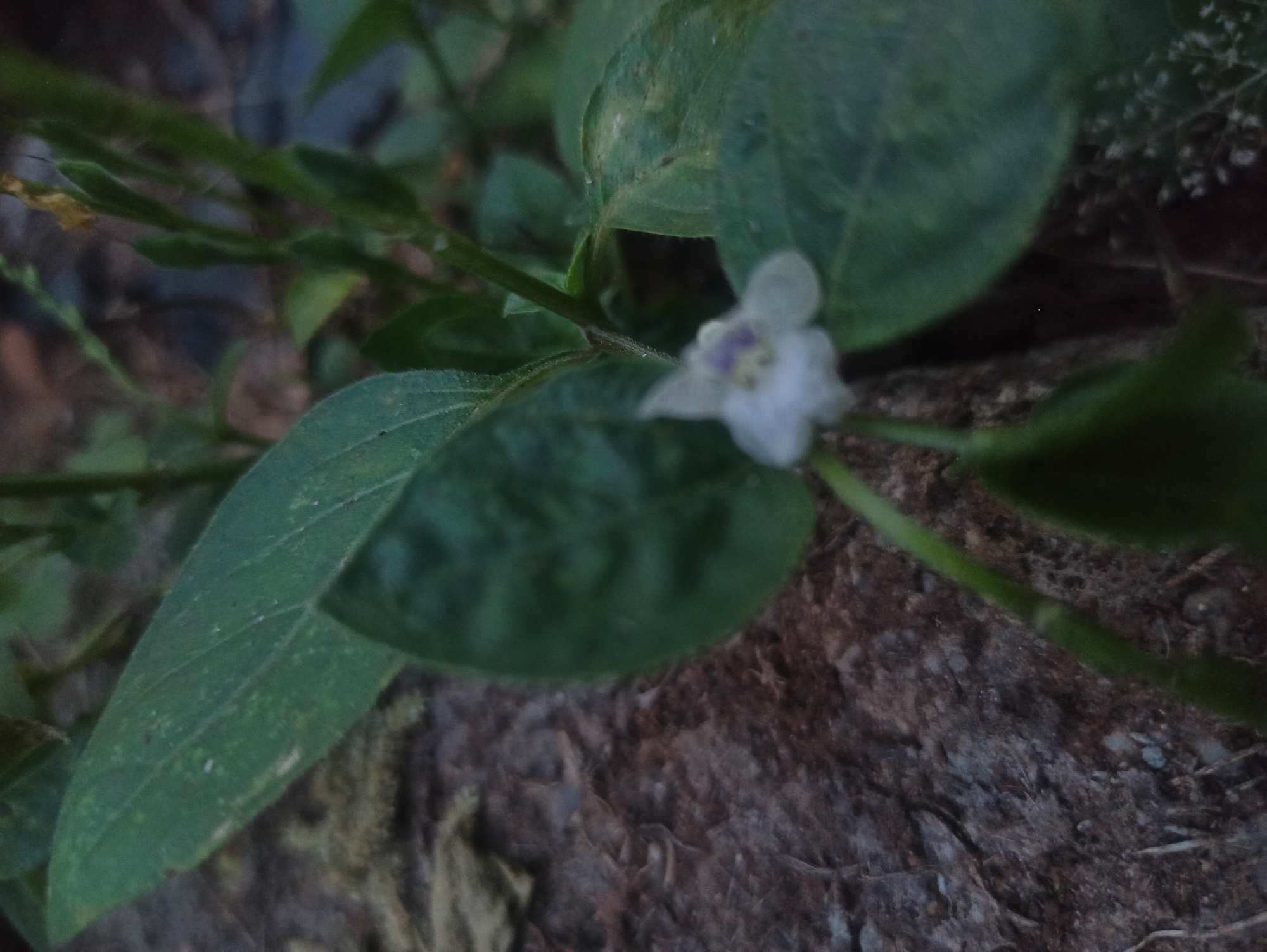 This is a close-up, slightly out-of-focus photograph of a small white flower with a purple center, growing on a plant with green leaves and a green stem. The flower is delicate and appears to have five petals. The plant is positioned in front of a textured, brown surface that resembles dirt or rocks. The background is blurred and consists of various shades of green and brown, suggesting a natural outdoor environment. The lighting is dim, indicating it might be late afternoon or early morning. There are no people or animals visible in the image. The specific location in Tuba, Indonesia, cannot be determined from the visual information provided.