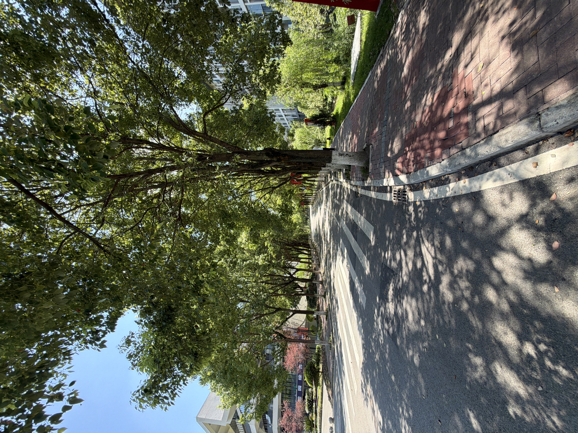 The image depicts a tree-lined street in Jiangjin, China, on a sunny day. The road features a pedestrian crossing with white stripes. On the right side of the road, a red brick sidewalk is visible, shaded by the dense green canopy of trees. Buildings, likely part of an educational institution given the signage in Chinese characters, are present on the left side of the street. The sun casts dappled shadows from the leaves onto the road and sidewalk. The scene is serene, with no people prominently featured in the frame, suggesting a quiet moment in an urban environment. The overall impression is one of a well-maintained, green public space within the city.