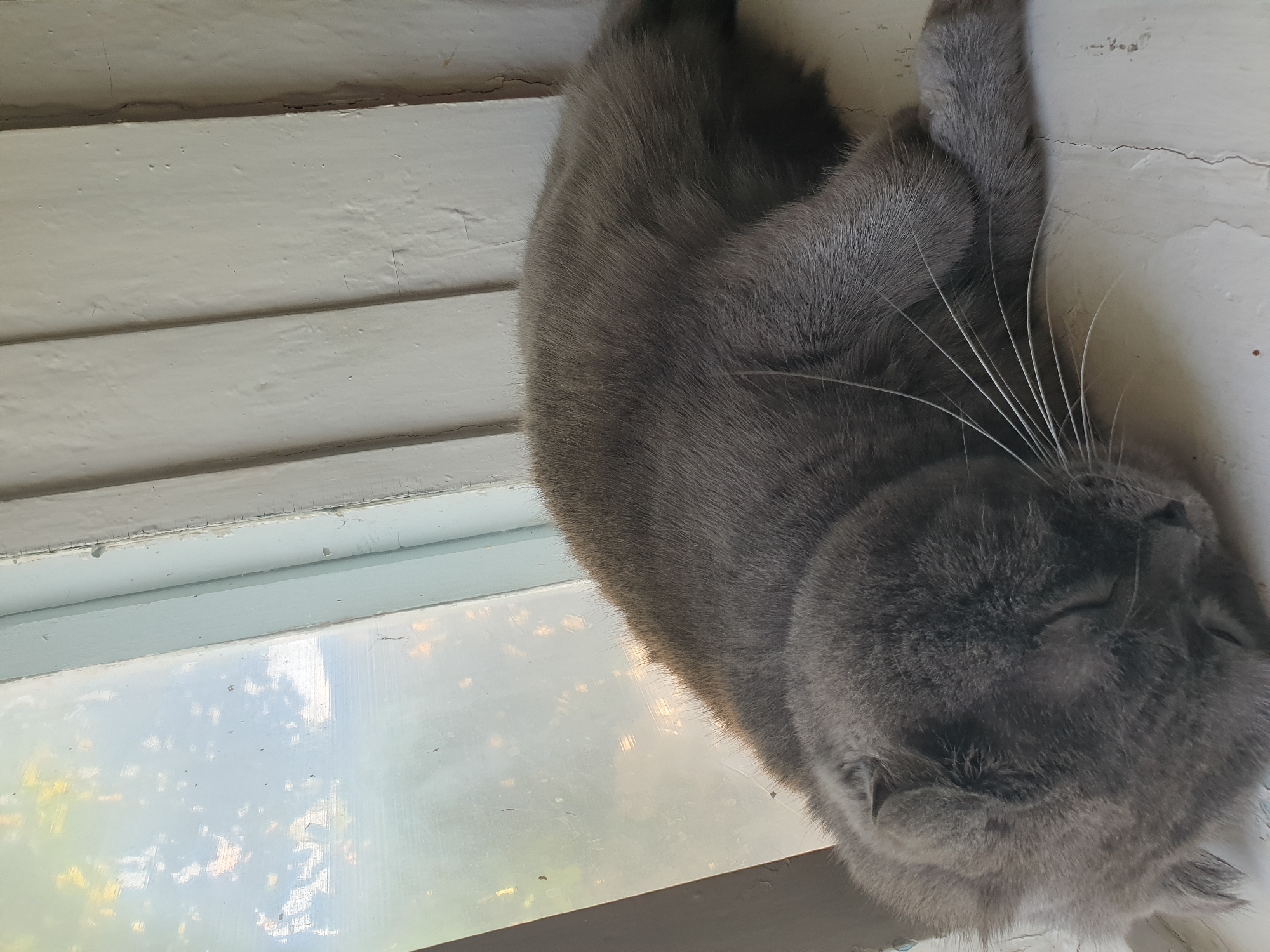 A grey cat is sleeping on a windowsill. The cat is curled up and appears to be relaxed. The windowsill is made of wood and painted white. The cat is in focus, and the background is blurred. There is a window behind the cat, and the light is coming through the window. The location is Lozovyi Yar, Ukraine.