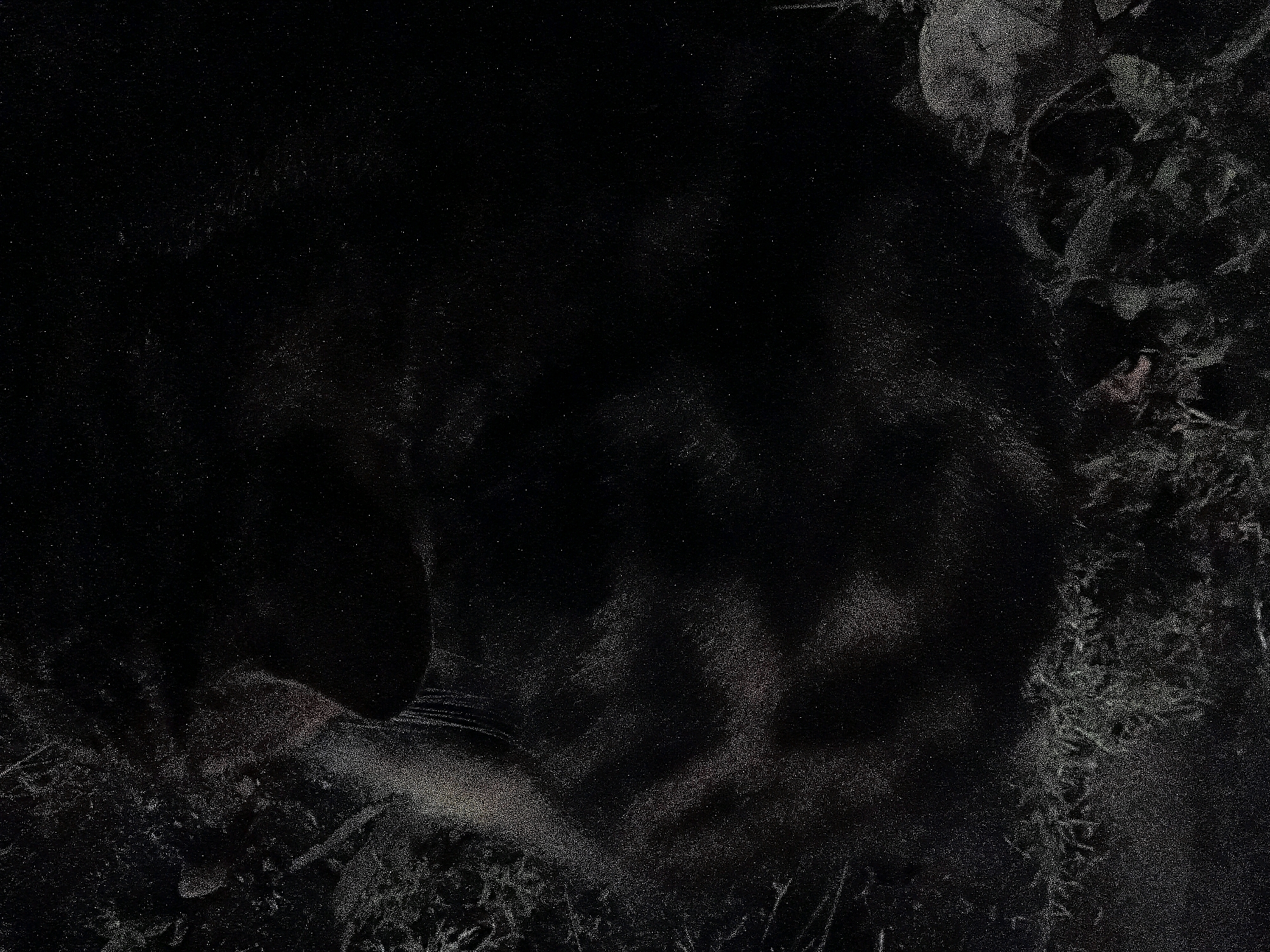 The image is a low-light, high-contrast photograph of what appears to be a black animal, possibly a cat or a dog, lying down amidst foliage. The creature is mostly obscured by shadow, with only subtle hints of its form visible through the diffused light. Its fur seems dark and dense. The background consists of dark, textured foliage, with some lighter, possibly dry leaves or debris scattered around. There are no discernible human figures or activities. The scene evokes a sense of quietness and perhaps camouflage, as the animal blends into its natural, darkened surroundings. The location in the city of Cikal, Indonesia, is not determinable from the visual information presented in the image.