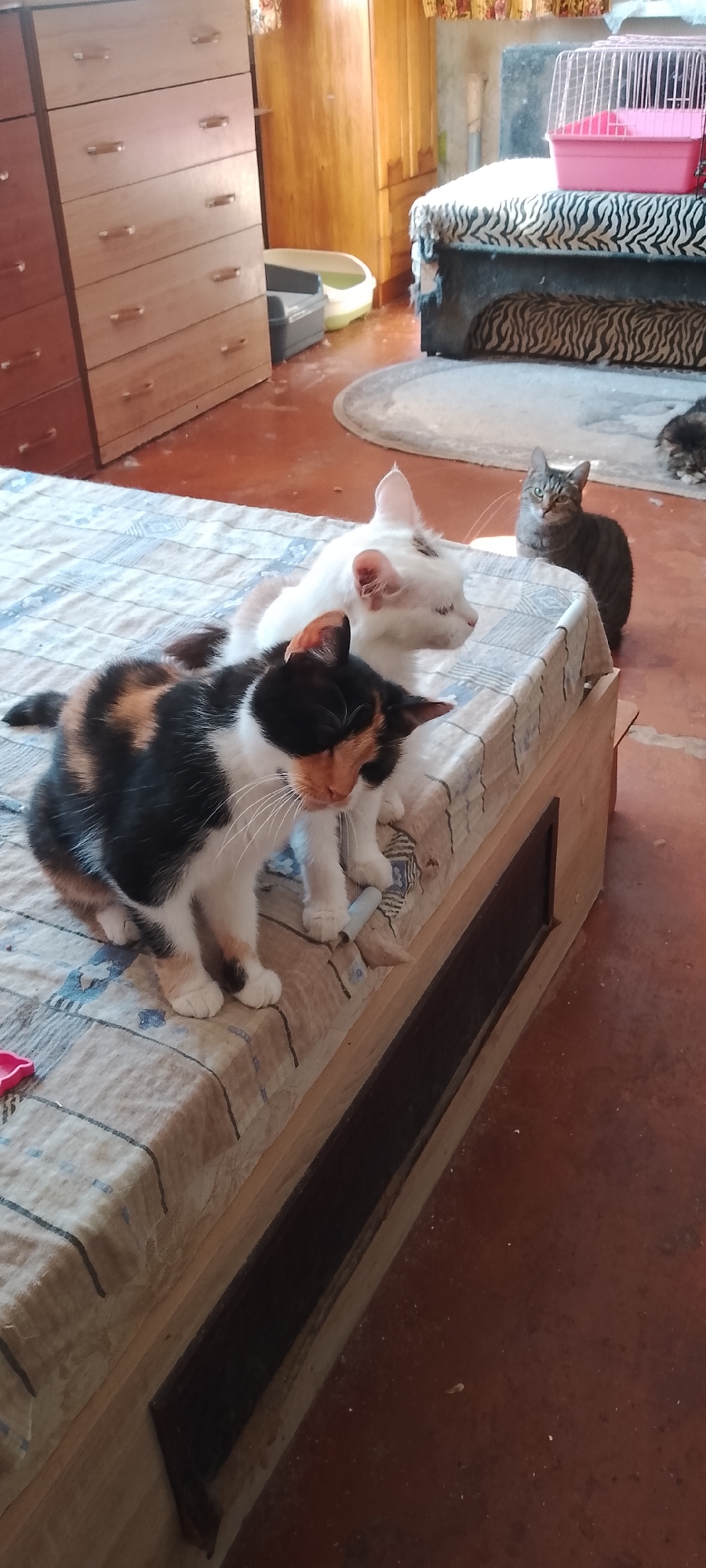 The image captures an indoor scene, likely a home, with three cats as the primary subjects. Two cats are in the foreground, on a patterned surface that appears to be a mattress or bedspread covering a wooden structure. One cat, with calico coloring (black, white, and orange patches), is positioned closer to the viewer, looking down. Next to it, a white cat with some brown markings is looking to the right. In the background, a tabby cat is seated, facing forward with its gaze directed towards the viewer.
The environment includes furniture such as a wooden dresser or cabinet on the left and a larger upholstered furniture piece with a tiger-striped pattern on the right. A pink pet carrier is visible on top of the tiger-striped furniture. A white and grey litter box or pet bed is also present. The floor is a reddish-brown, possibly concrete or linoleum, with some small white debris scattered on it. The lighting suggests it's daytime, with natural light illuminating the scene. There are no people present in the image, and the cats are not engaged in any specific actions beyond their postures. The image does not contain any specific landmarks or indicators that would place it in Belgorod, Russia.