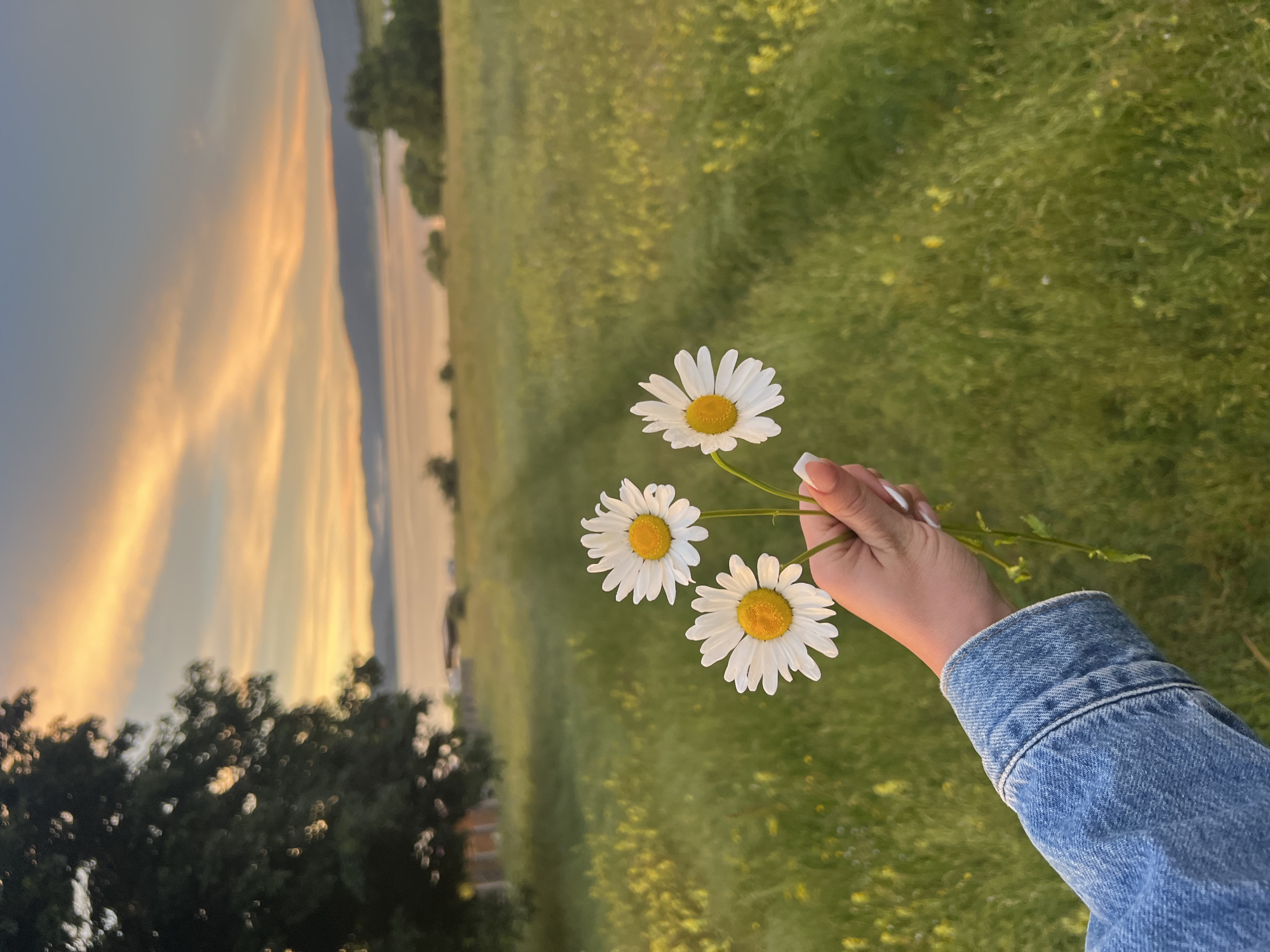 The image shows a person's hand holding a small bouquet of four white daisies with yellow centers. The hand is adorned with light-colored nail polish and is wearing a blue denim jacket. The background is a blurred green field, possibly a meadow, with hints of yellow wildflowers. To the left of the field, there is a body of water, likely a lake, and a distant shoreline with trees. Above the water, the sky displays a dramatic sunset with streaks of orange and yellow clouds against a pale blue sky. The overall mood is serene and peaceful, with the warm tones of the sunset suggesting it is either early morning or late evening. The location is identified as Batak, Bulgaria. There is no visible text in the image.