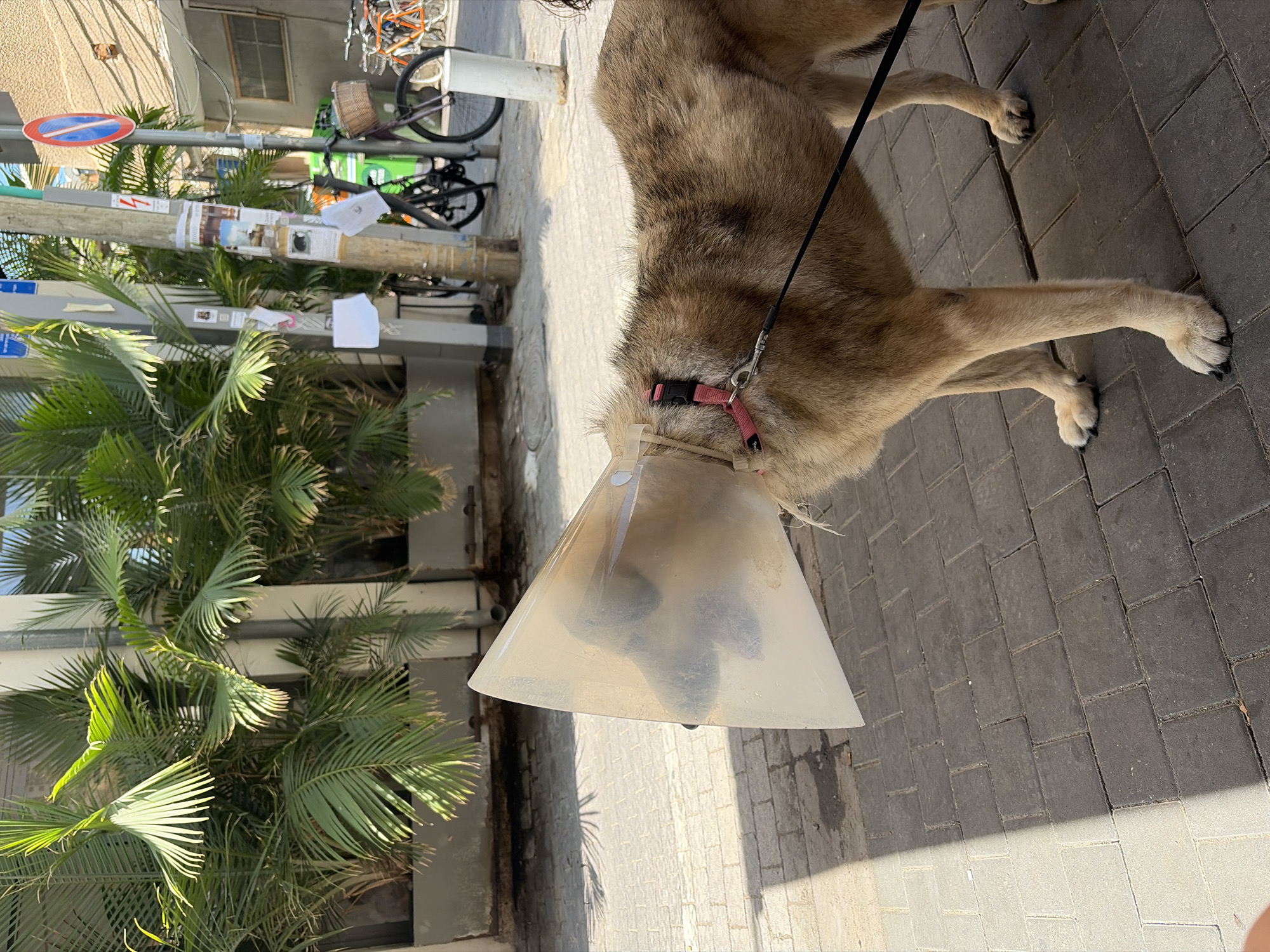 The image shows a dog wearing an Elizabethan collar, also known as a cone of shame, standing on a sidewalk paved with interlocking grey and beige rectangular bricks. The dog, a medium-sized breed with light brown fur, is on a leash. In the background, there are palm trees, a utility pole with various papers and signs attached, a bicycle with a basket, and other bicycles. One sign on the pole is a circular red and blue parking restriction sign, common in Tel Aviv. The scene suggests an urban outdoor environment, possibly a street or a pedestrian area within Tel Aviv, Israel, on a sunny day.