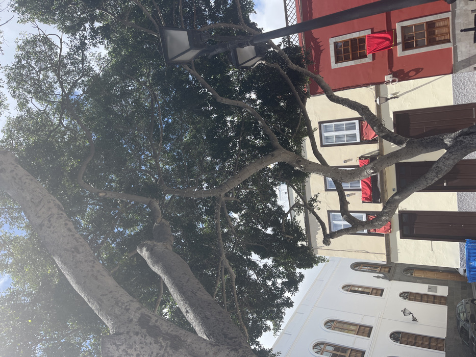 The image shows a large tree with thick branches and dense foliage. The tree is located in the city of Las Palmas de Gran Canaria, Spain, at the coordinates 28.099 latitude and -15.416 longitude. The tree casts a shadow over two adjacent buildings. The building on the left is white with a brown door and windows. The building on the right is red with windows. There are two red banners hanging from balconies on the right building. A streetlight with a black lamppost stands on the right side of the image. The image was taken on a bright, sunny day. The sky is blue with some clouds. The image was taken from a low angle, looking up at the tree.