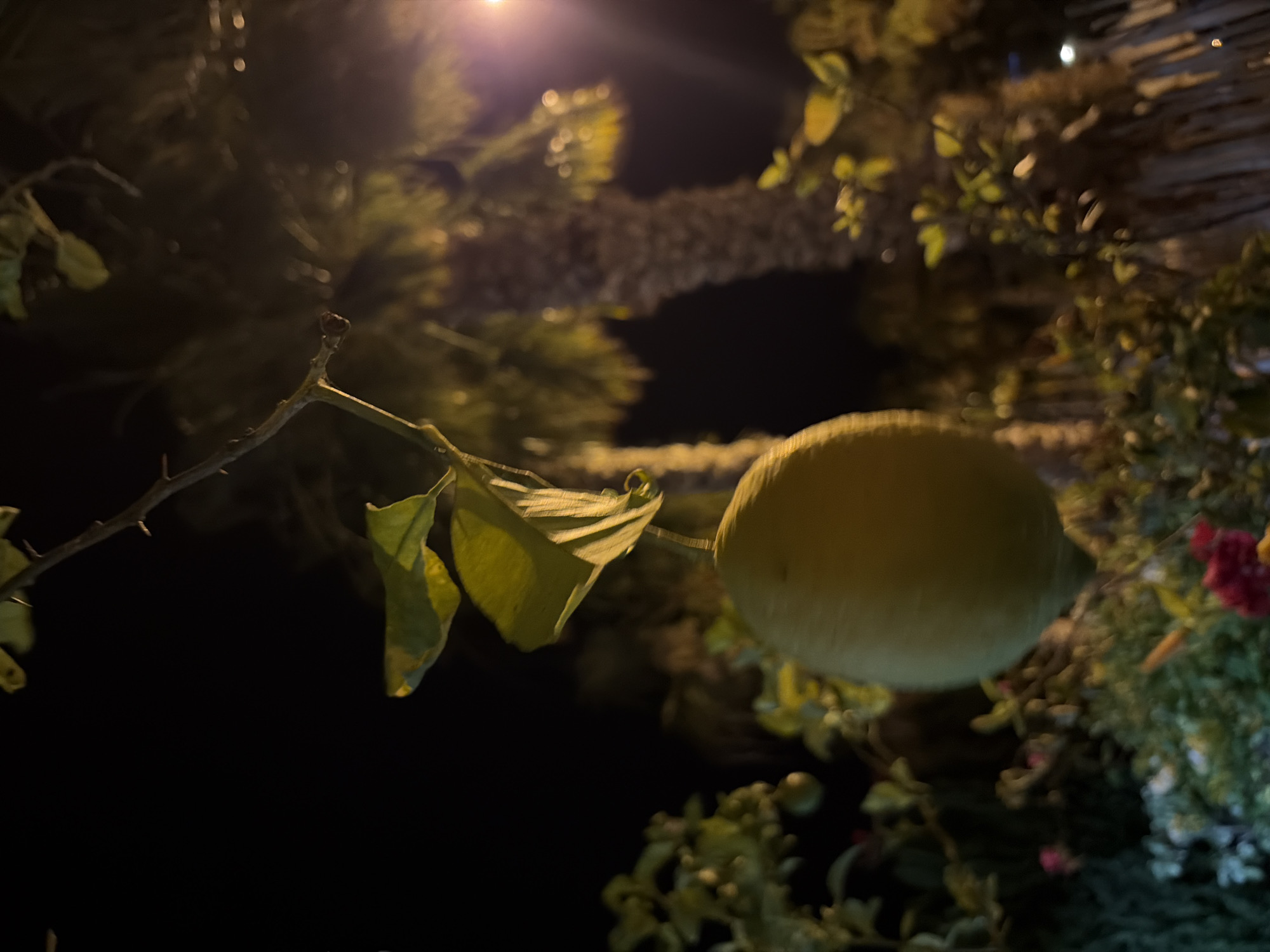 A single, yellow, round fruit, possibly a lemon, hangs from a branch with green leaves. The fruit is the primary subject, in focus and well-lit, while the background is dark and blurred. Visible in the background are the textured trunk of a palm tree and other out-of-focus foliage, suggesting an outdoor setting at night. The presence of a bright light source, possibly a streetlamp, is indicated by a glowing orb in the upper right corner of the image, illuminating parts of the palm tree and the surrounding vegetation. The scene appears to be captured in a location with palm trees and flora, consistent with the climate of Orihuela, Spain, specifically a garden or street in the city. No people or actions are depicted.