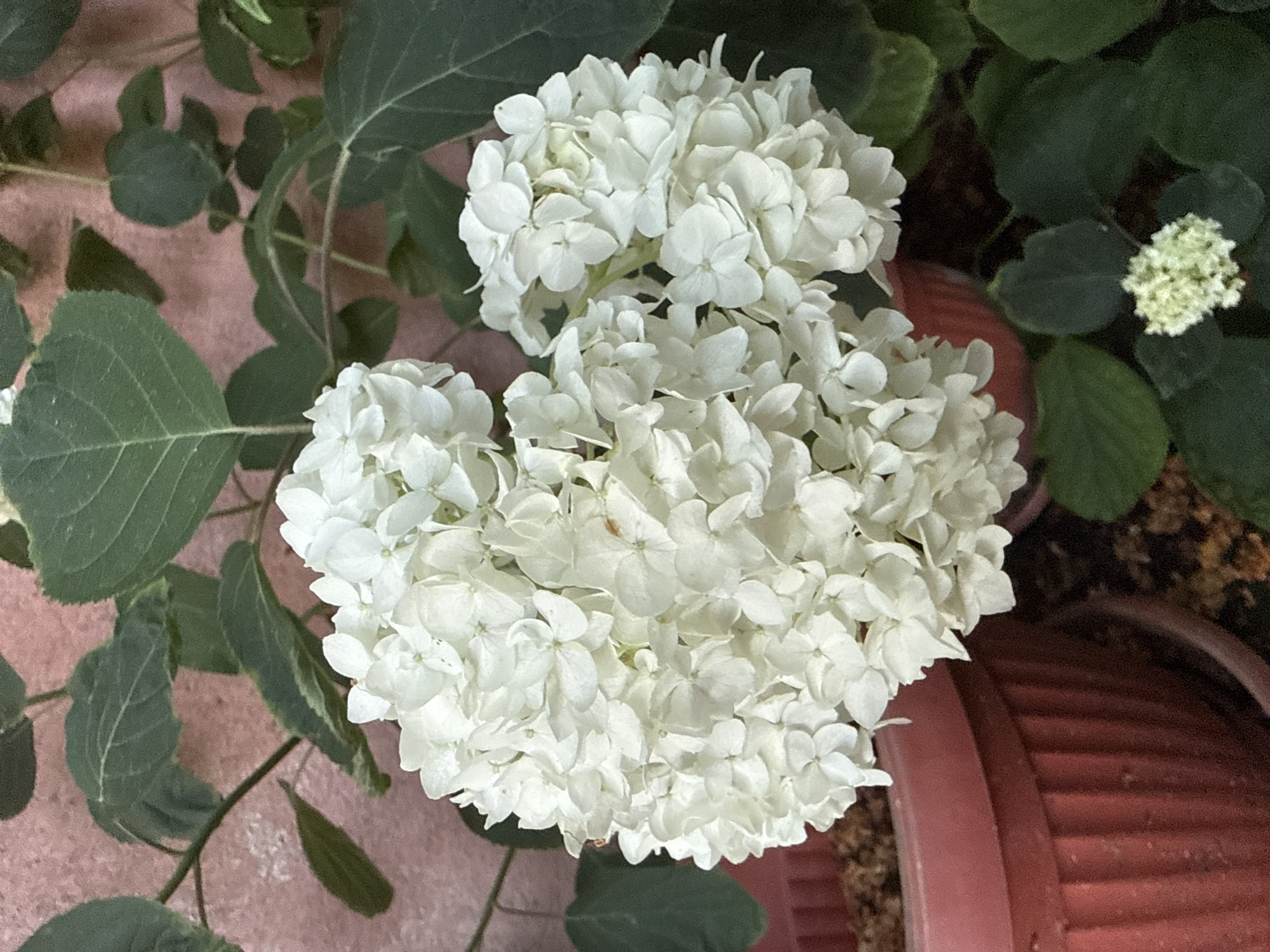 The image shows a close-up of a white hydrangea bush with two large, globular flower heads. The flowers are composed of numerous small, delicate petals. Lush green leaves surround the flowers. In the background, a textured pink wall is visible. To the left, a portion of a ribbed, pink plant pot with soil is present. To the right and bottom, dark green foliage and another smaller, white flower cluster are seen. The scene appears to be an outdoor garden setting, possibly in Marinka, Bulgaria.