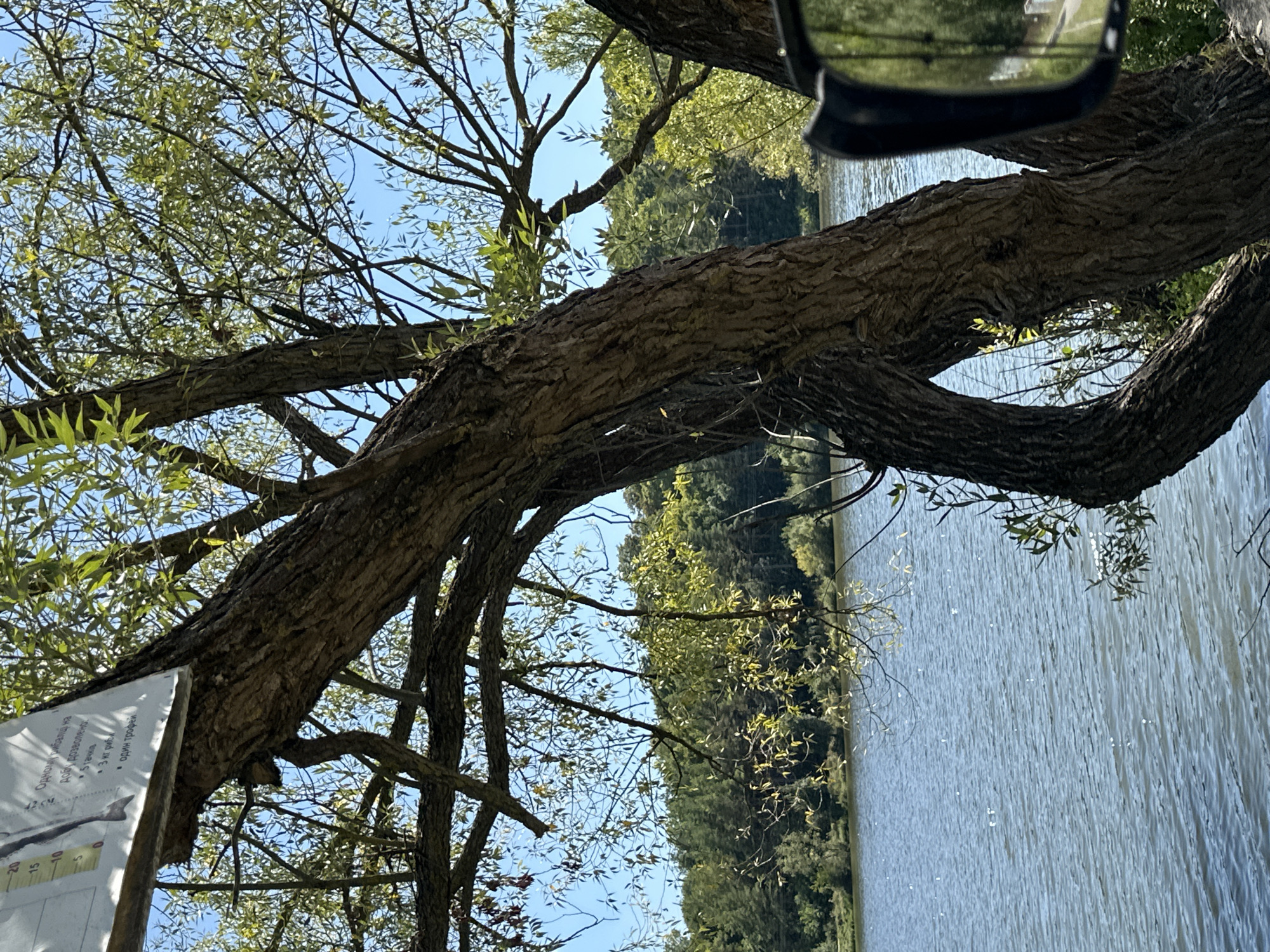 The image depicts a lakeside scene on a sunny day, likely in Makiv, Ukraine, given the provided context. A large, gnarled tree dominates the foreground, its trunk twisted and leaning towards a body of water. The tree's branches, laden with green leaves, arch over the water, creating a dappled shade. In the distance, a dense line of trees forms the far bank of the lake, their lush foliage contrasting with the clear blue sky. The water itself is calm, with gentle ripples reflecting the sunlight, creating a shimmering effect. On the left side of the frame, a portion of a white sign is visible, attached to the tree, featuring some text and a graphic that appears to be a ruler with numbers and a drawing of a fish. To the right, the edge of a black side-view mirror is visible, reflecting a road and trees. The overall atmosphere is serene and natural.