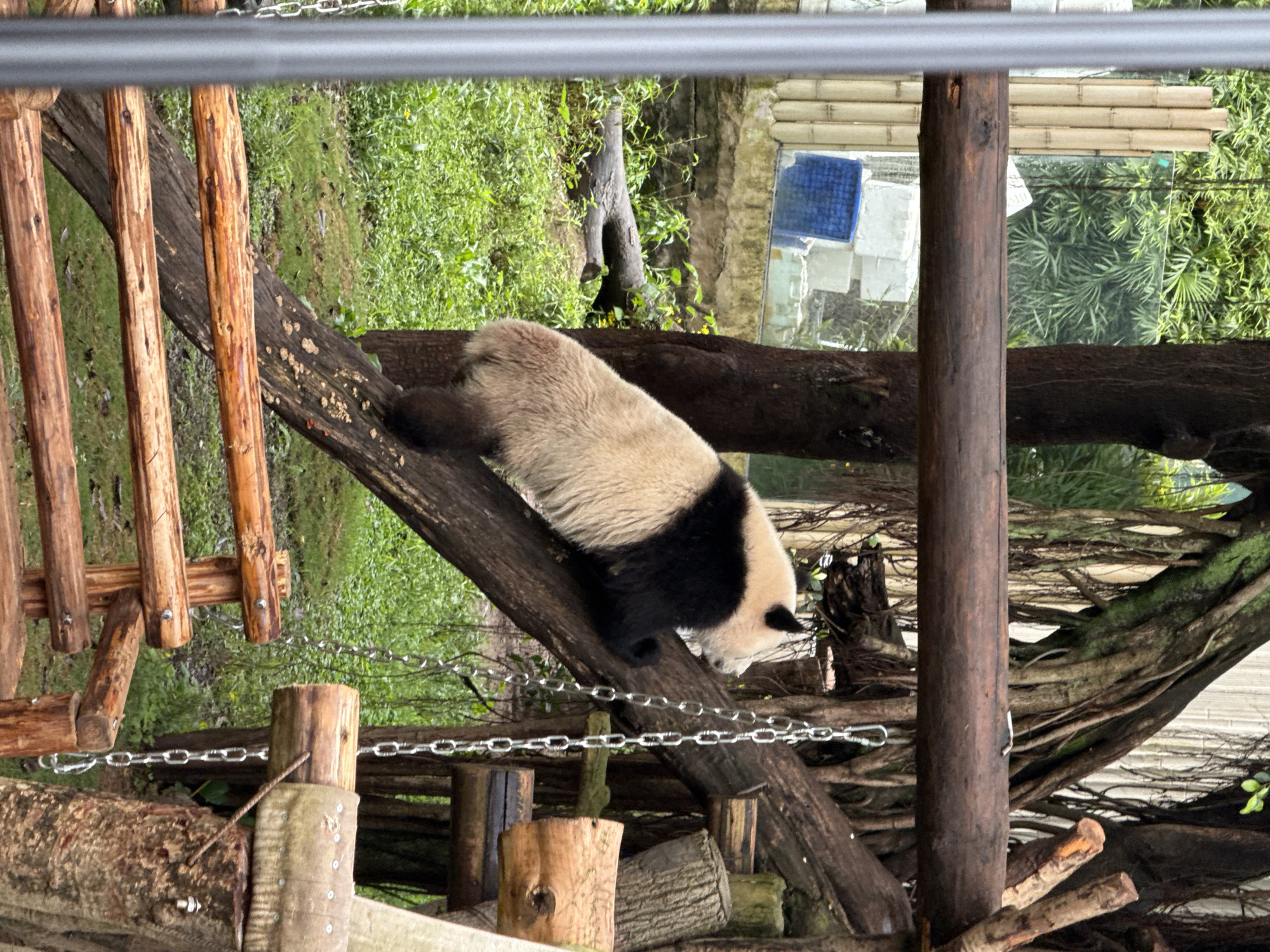 A giant panda is the central subject of the image, lying stretched out on a thick, dark brown log or branch that slopes gently downwards from left to right. The panda is facing towards the right side of the frame, with its head slightly lowered, appearing relaxed or resting. Its distinctive black and white fur is clearly visible, with the black markings on its ears, eye patches, shoulders, and legs.
In the foreground and to the left, there is a man-made wooden structure, possibly a climbing frame or part of an enclosure, constructed from lighter brown logs secured with metal fasteners. Metal chains are draped between various wooden posts and logs, forming a barrier or part of the enclosure's design.
The background is filled with lush green vegetation, including grass and various trees and plants, indicating a natural or well-landscaped outdoor environment. Further in the background, to the right, a structure with large glass panels is visible, likely a viewing area for visitors. Behind the glass, more foliage can be seen, along with a blue rectangular object (possibly a towel or mat) and some lighter-colored blocks. Above the glass, there appear to be horizontal bamboo or wooden blinds.
The scene takes place during the daytime, with diffused lighting suggesting an overcast sky or a shaded area. The overall setting is characteristic of a zoo or a panda research/breeding center, consistent with the provided location context of Jiulongpo District, China. No legible text is visible within the image.
