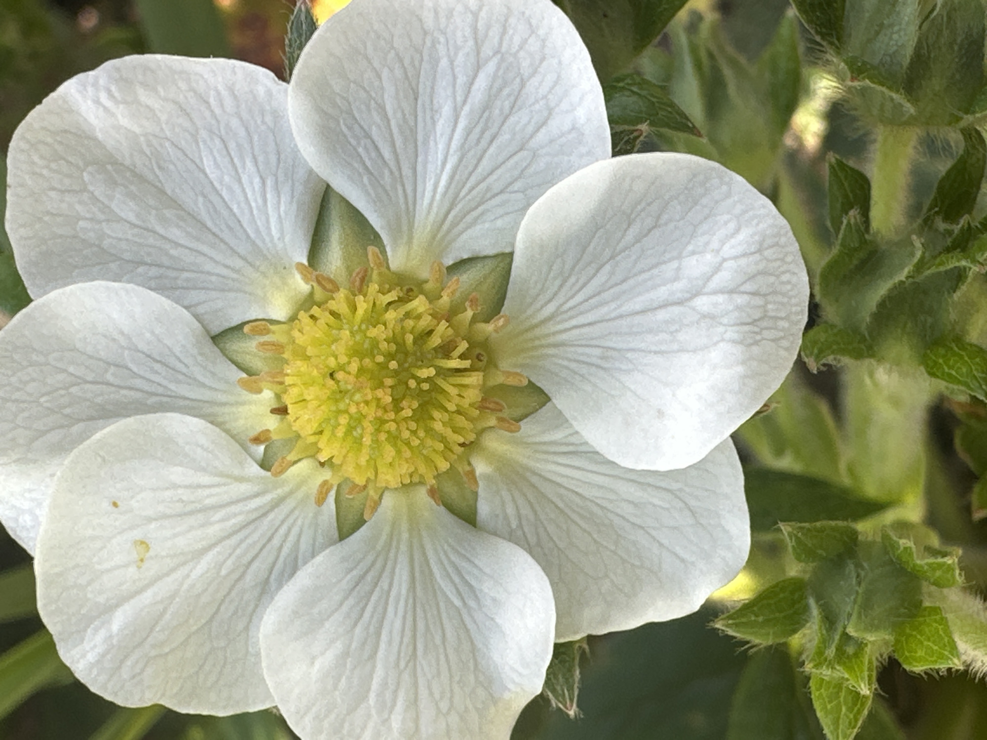 The image depicts a close-up view of a white flower with a yellow center. The flower is in full bloom with five petals displaying prominent veins. The background features green foliage. The location is Unknown, Unknown.