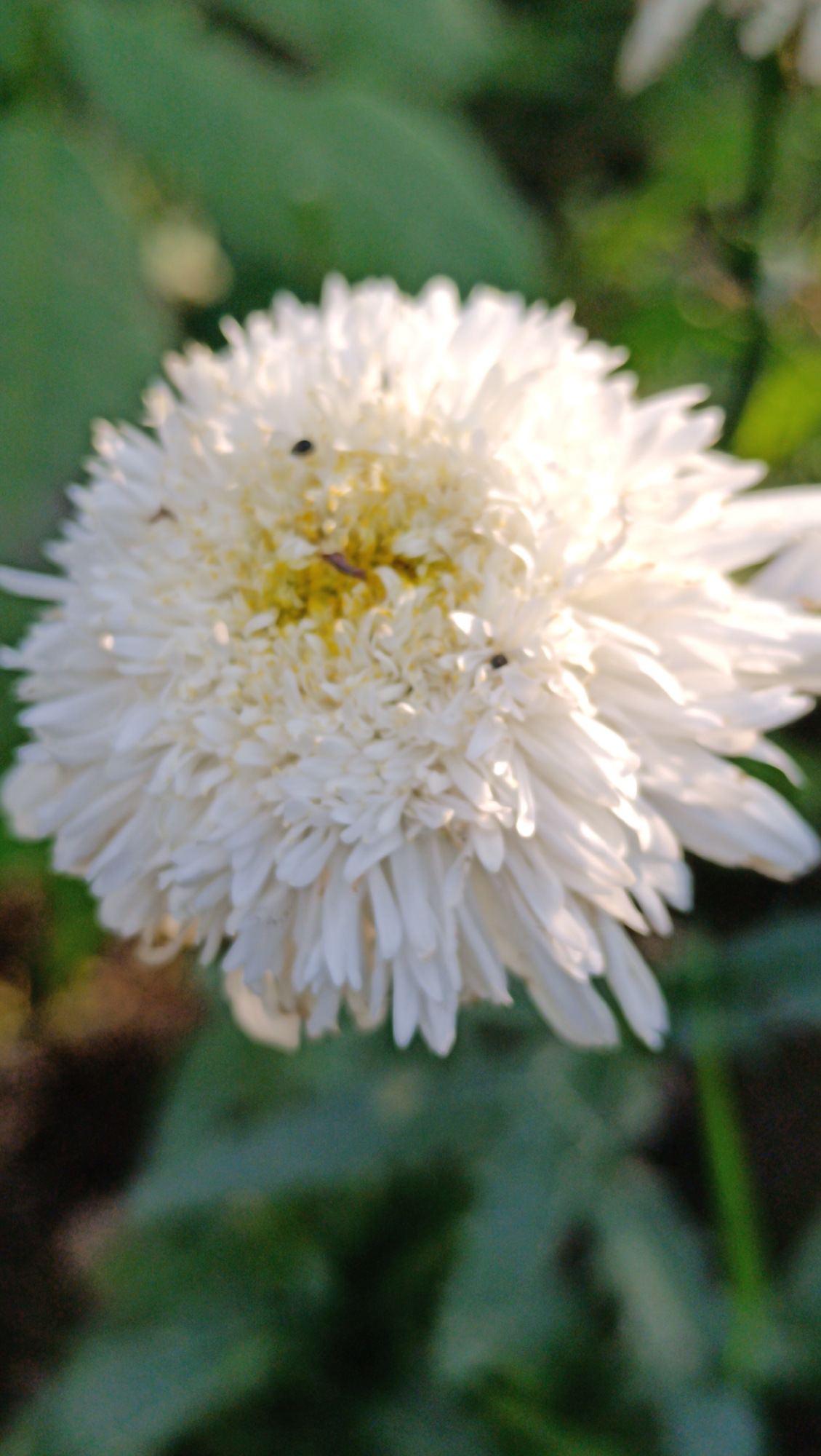 A close-up, vertical shot focuses on a white, multi-petaled flower with a yellow center, possibly a daisy or chrysanthemum. Several small, dark insects are visible on the petals and near the center of the flower. The background is softly blurred, showing out-of-focus green foliage and hints of other plants. The lighting suggests it is daytime, with sunlight casting highlights on the flower's petals. The image does not contain any elements that can identify its location within Karsha, Russia.
