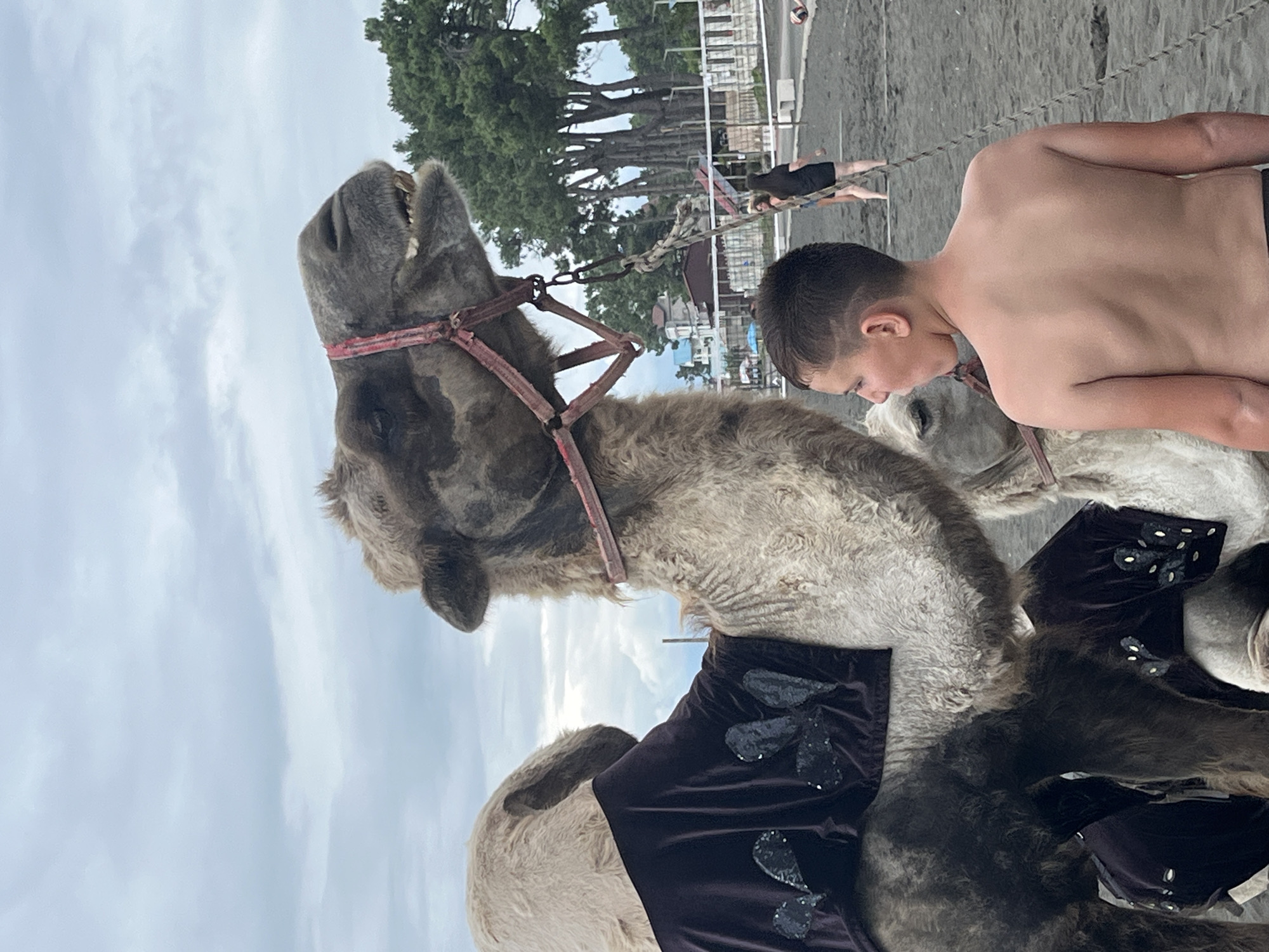 In Ureki, Georgia, a boy stands on a dark sandy beach, facing a camel. The boy is shirtless, with short, styled hair. The camel, adorned with a dark, sequined blanket and a red halter, has its head turned towards the boy, with its mouth slightly open, revealing teeth and gums. Another camel, or possibly the same one from a different angle, is partially visible behind the first. In the background, trees line the horizon, with a few buildings peeking through. Two women are walking on the beach in the distance. The sky is overcast, with grey clouds.