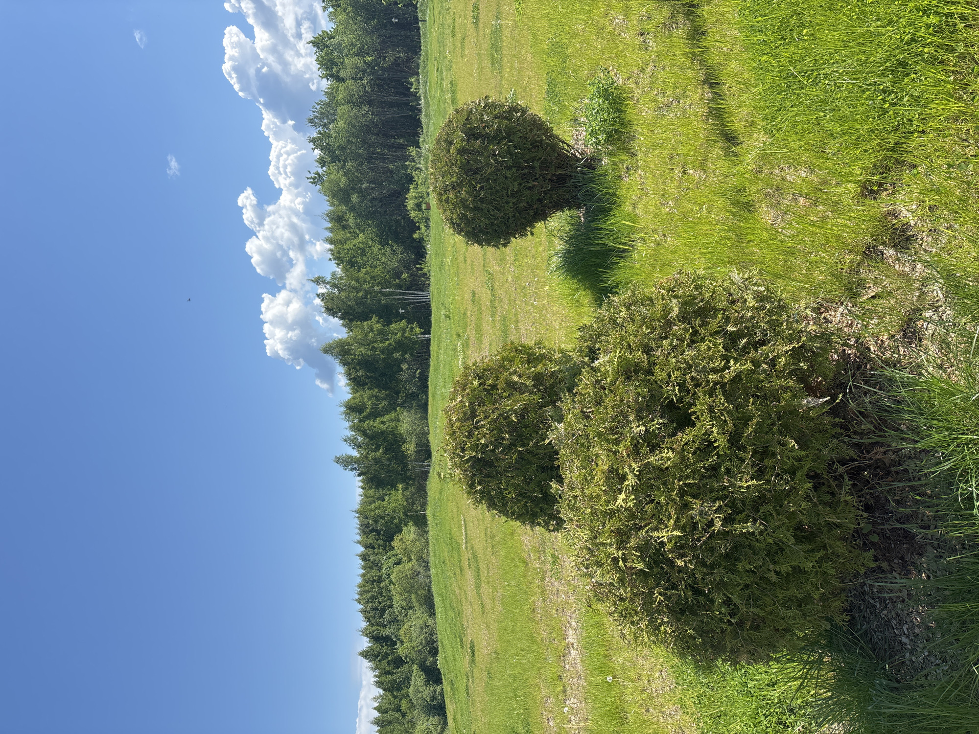 The photograph presents a landscape scene likely taken in Varaksino, Russia, given the prompt's specification. The view consists of a grassy field with two topiary-style bushes in the foreground. The bushes appear to be of a rounded shape, possibly evergreen shrubs. A line of trees forms a backdrop to the field, and a blue sky with scattered white clouds is visible above. The grass in the field appears well-maintained. There are no people visible in the shot. The scene suggests a park-like or landscaped area. The light indicates it is daytime, likely a sunny day, with shadows cast by the bushes on the grass.