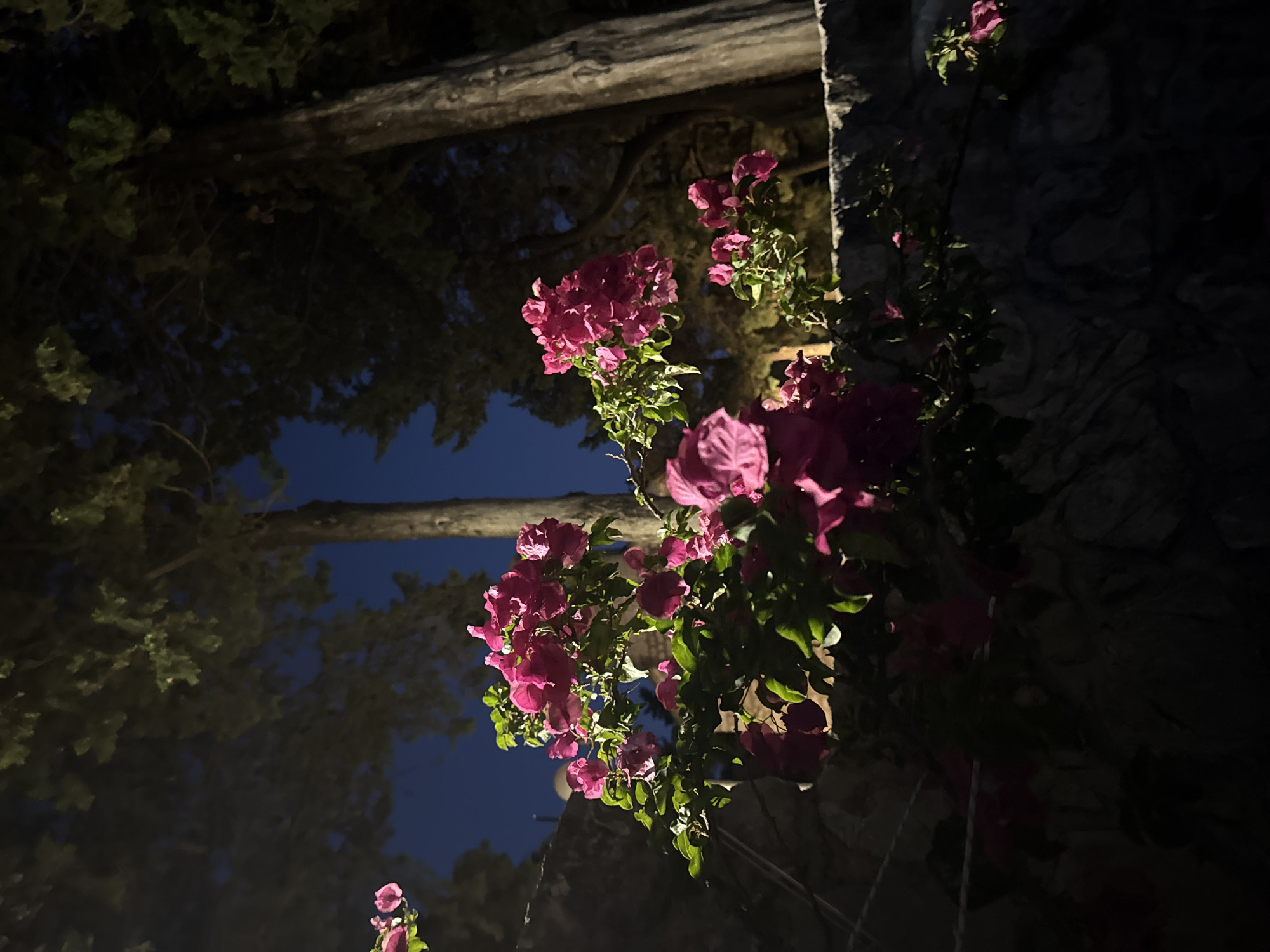 A close-up, low-angle shot depicts a cluster of vibrant pink bougainvillea flowers in bloom, cascading over a textured, grey stone wall. The lighting suggests it is either dusk or dawn, with the dark blue sky providing a dramatic backdrop. In the background, the silhouettes of tall trees with dark green foliage are visible, their trunks illuminated by unseen light sources. The scene is set outdoors, likely in a garden or a pathway area, in the town of Boreti, Montenegro. No people are present in the image.