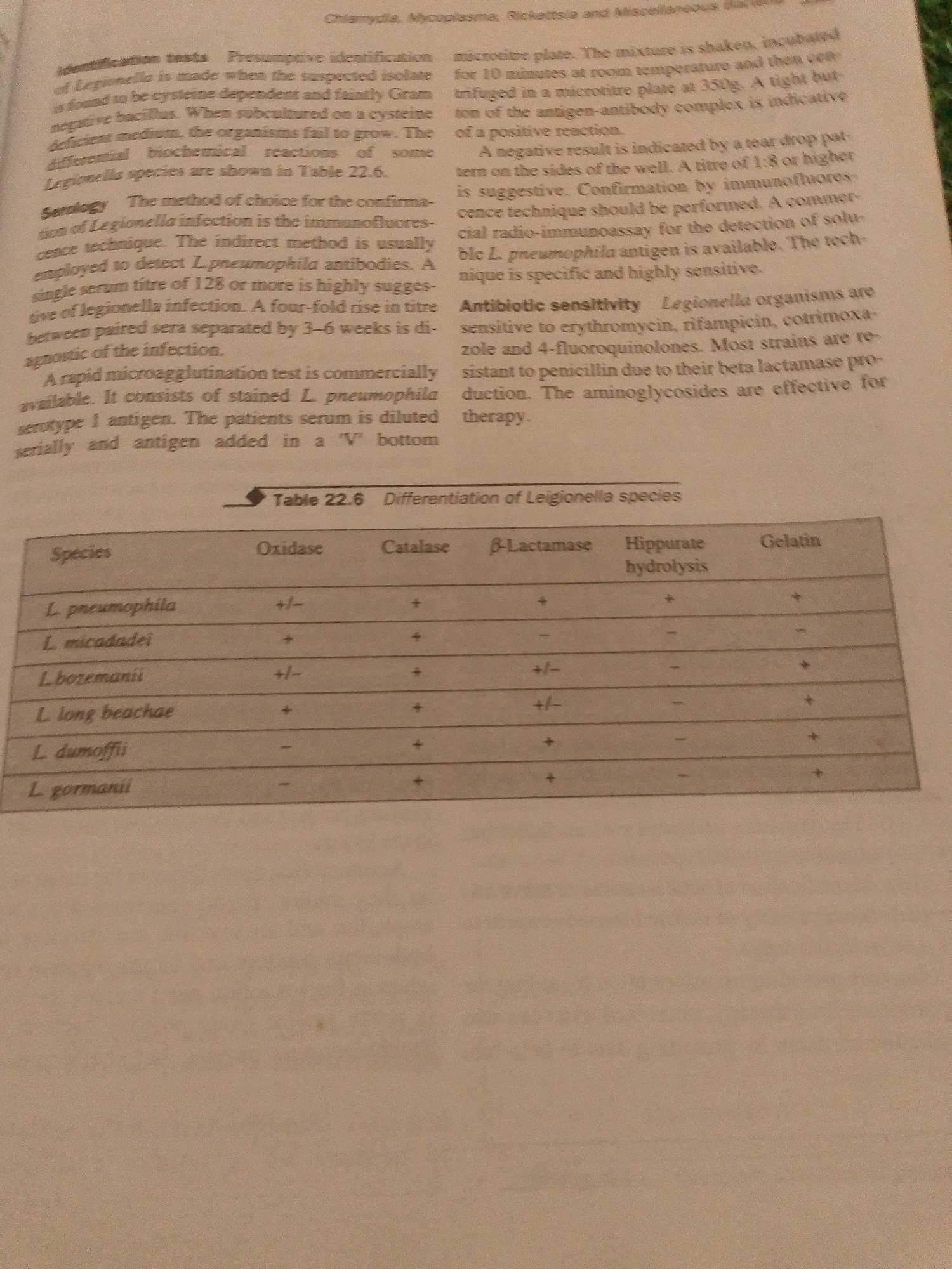 The image shows a page of text from a scientific or medical document, with a table titled "Table 22.6 Differentiation of Legionella species." The text discusses identification tests for Legionella, serology, and antibiotic sensitivity. The table presents a comparison of different Legionella species based on their reactions to oxidase, catalase, β-lactamase, hippurate hydrolysis, and gelatin tests. The image is an indoor shot, likely from a book or journal, and does not contain any information about the city of Jalingo, Nigeria.