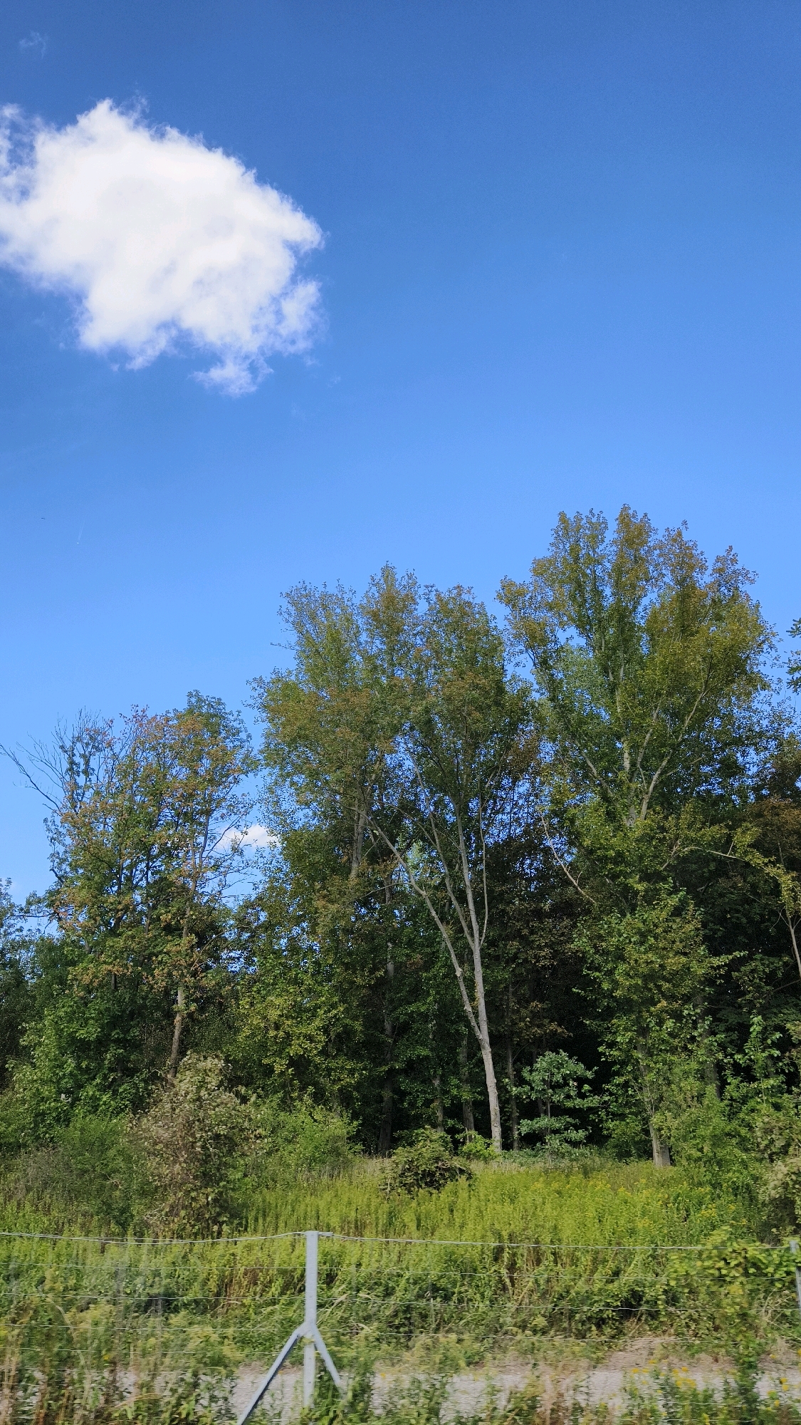 The image depicts a rural landscape under a clear blue sky with a single white cloud. The foreground features a grassy area with some sparse vegetation and a metal fence. Behind the fence, a dense line of trees forms a natural barrier, with some trees showing signs of autumn foliage. The trees vary in height and density, creating a textured backdrop against the sky. The scene appears to be an outdoor environment, possibly a field or meadow adjacent to a wooded area. No people or specific structures are visible, suggesting a natural, undeveloped setting. The overall impression is one of serene, natural beauty.