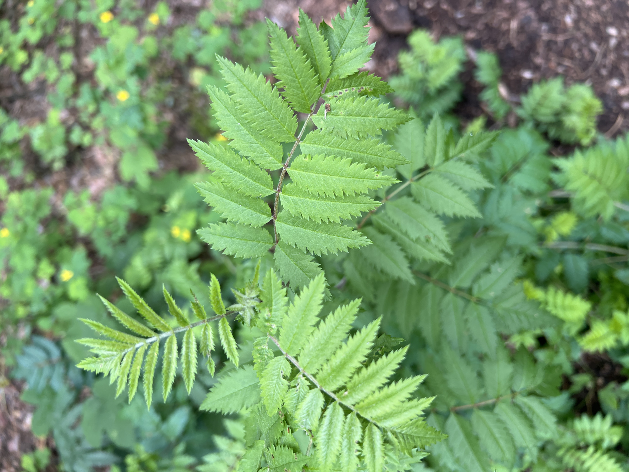 A close-up shot of green leaves is presented. The leaves are serrated and compound, with multiple leaflets arranged along a central stem. The leaves are a vibrant green color and appear to be healthy. The background is a blur of green foliage and brown earth, suggesting an outdoor setting. There are a few small yellow flowers visible in the background. The image is sharp and well-lit, with a shallow depth of field that blurs the background and draws attention to the leaves in the foreground. The lighting is natural and diffused, creating soft shadows.