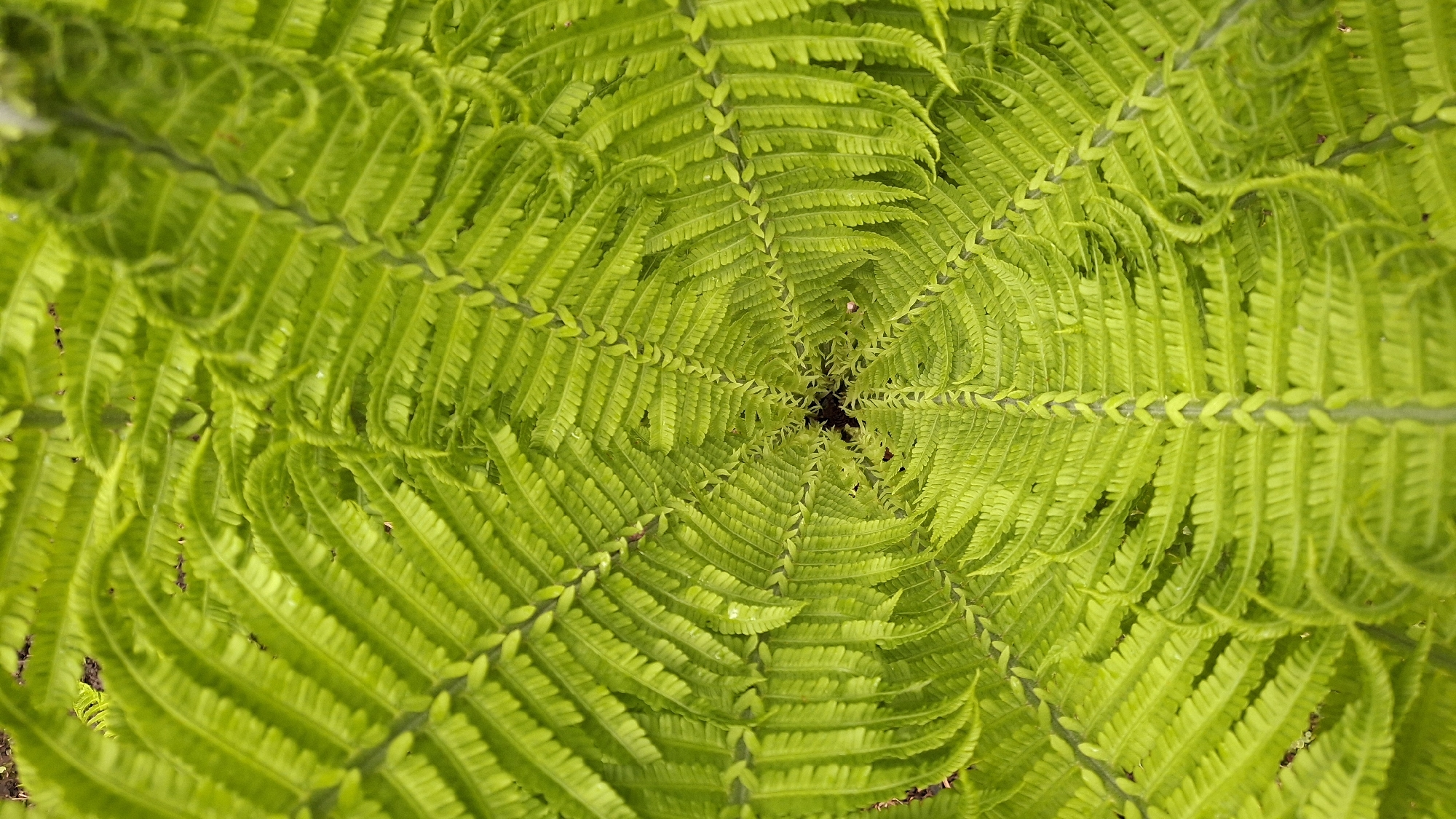 A high-angle, close-up shot of a vibrant green fern. The fronds are arranged in a spiral pattern, converging towards a dark, central point. The individual leaflets of the fern are detailed and textured. The image lacks any indication of location, people, or other objects beyond the fern itself. The city of Muta-Kiulya, Russia, is not visually represented.