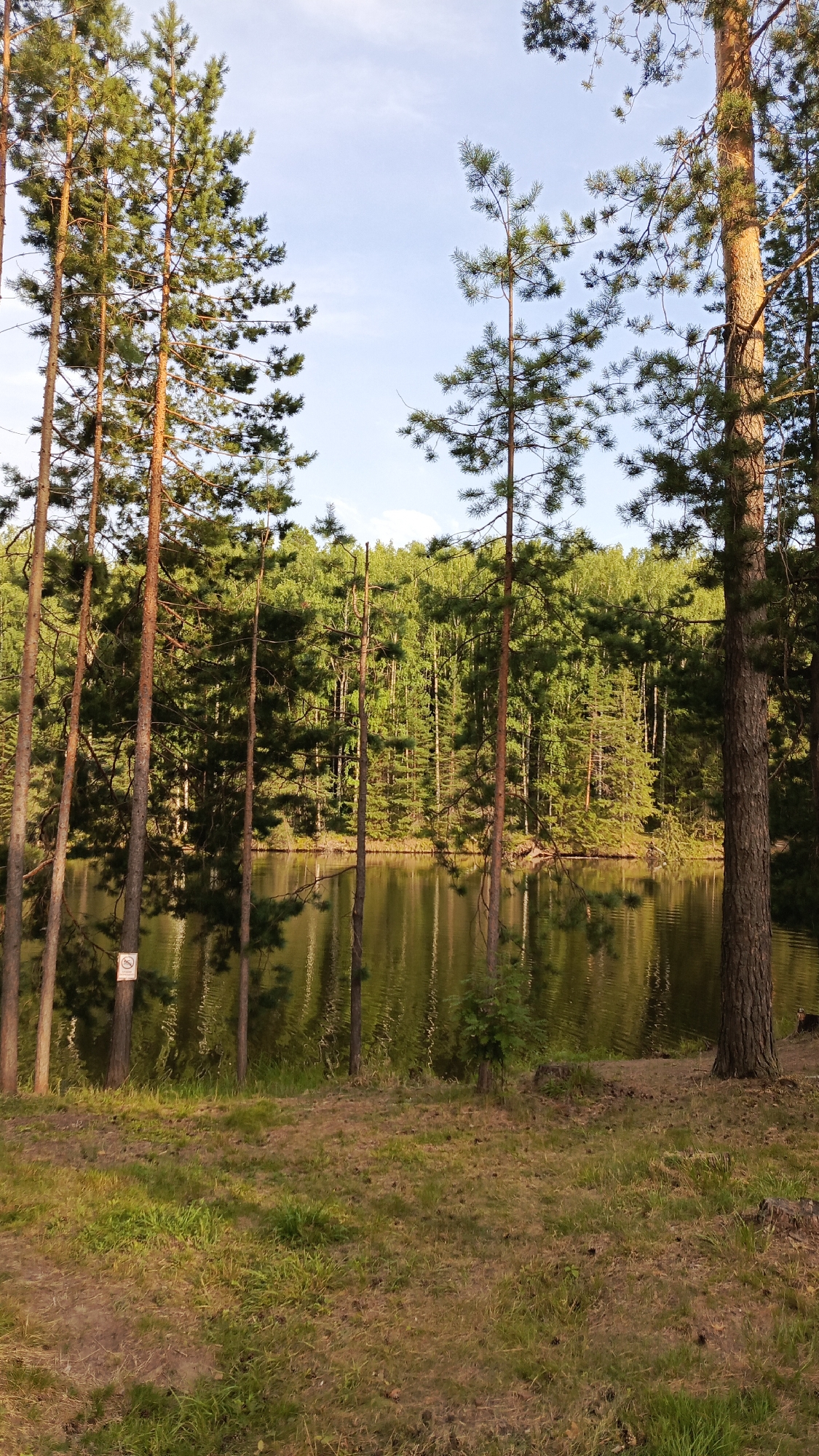 A serene lake is bordered by a dense forest of pine and deciduous trees. The water reflects the surrounding greenery and the clear, pale blue sky. The foreground is a grassy clearing with scattered pine needles and a few tree stumps. Several tall pine trees stand prominently in the foreground, casting long shadows. A small, circular sign with a red border and a diagonal line is visible on one of the trees. The scene evokes a sense of untouched nature and tranquility. The location is identified as being in the city of Mishkino, Russia, suggesting a natural landscape within or near the urban area.