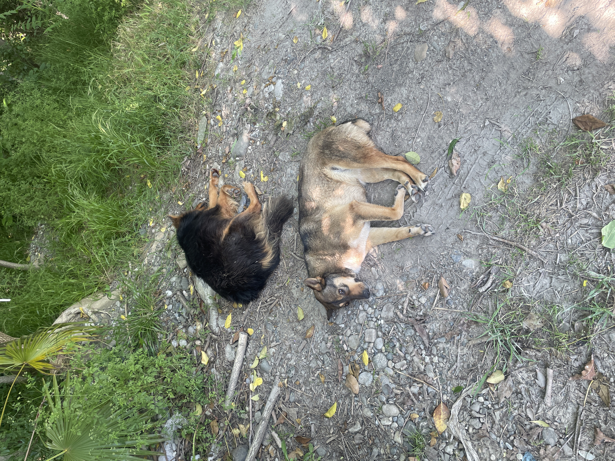 This image, captured in Sochi, Russia, depicts an outdoor scene featuring two dogs resting on a gravel and dirt path bordered by dense vegetation.
The ground surface is composed of small to medium-sized grey and brown stones, loose dirt, scattered dry yellow and brown leaves, and various twigs. Sparse patches of green grass and weeds emerge from the ground, particularly in the lower left and center. Tire tracks are distinctly visible in the dirt in the lower right portion of the image. A piece of light-colored, crinkled plastic is partially visible among the stones in the lower left.
In the upper and left background, a thick band of green vegetation is prominent, consisting of tall grasses, leafy shrubs, and broad-leafed plants resembling palm fronds. Portions of tree trunks or roots are visible within this dense greenery.
Two dogs are the central subjects. The first dog, situated in the upper central area, is black and tan, appearing medium to large in size. It is curled into a compact sleeping or resting posture with its head tucked, positioned on the gravelly ground. The second dog, located in the lower central area, is tan and brown, of medium size. It lies on its left side with its head resting on the ground, facing slightly towards the left, with its eyes open. Its front paws are extended, and its hind paws are partially tucked beneath it.
Both dogs are exposed to bright sunlight, with shadows indicating illumination from above. No human figures or other animals are present.