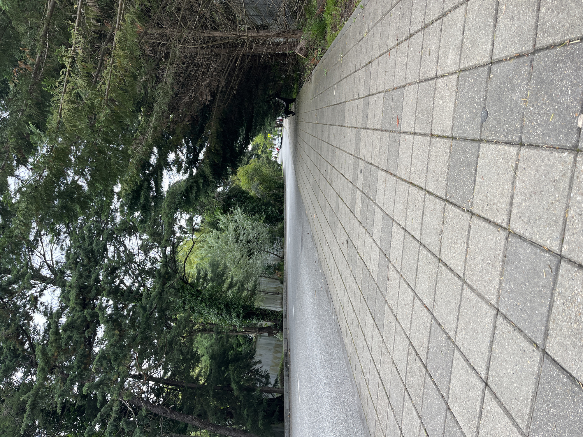 A paved walkway, composed of square gray pavers, runs diagonally across the frame. A narrow asphalt road adjoins the walkway. The left side of the image features a variety of trees, including evergreens, their foliage dense and obscuring the view beyond. Faintly visible further down the road, possibly in the distance, are parked vehicles. The image lacks any clear indication of the location being Sochi, Russia. No people are readily visible.