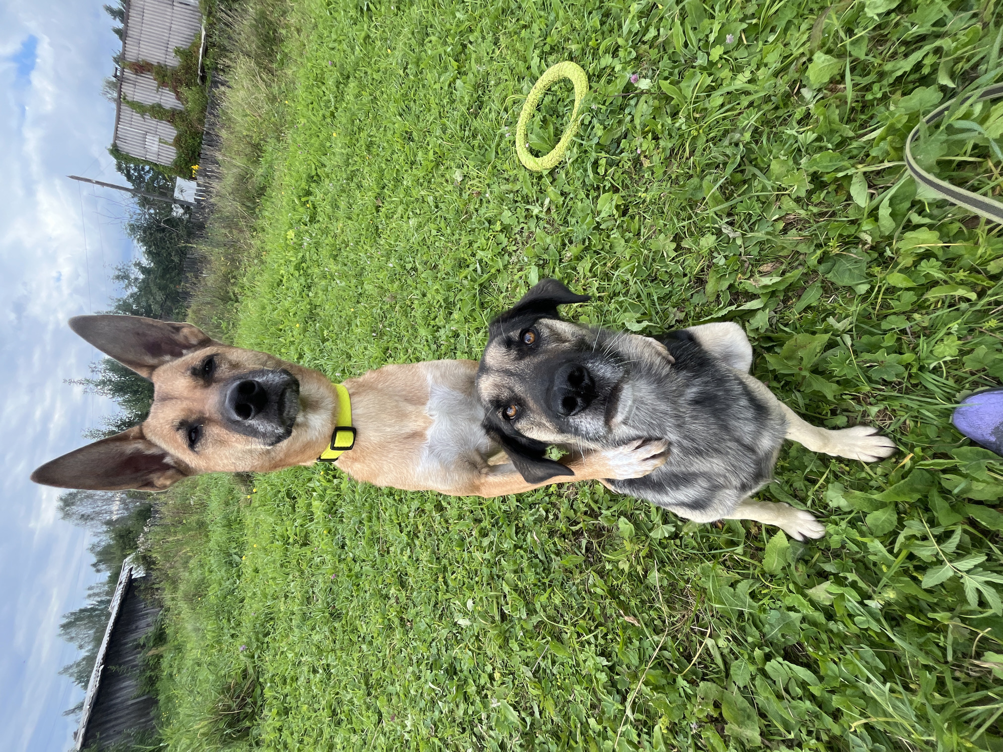 Two dogs are sitting on a grassy lawn in front of a weathered wooden building and a corrugated metal structure, likely in the city of Nizhny Tagil, Russia. The dog in front, a German Shepherd mix with black and gray fur, looks directly at the camera with its head slightly tilted. The dog behind it, a tan German Shepherd, stands on its hind legs, resting its front paws on the back of the other dog. It also faces the camera, its ears perked up. A bright yellow collar is visible around its neck. A green ring-shaped toy lies on the grass to the right of the dogs. The sky is overcast.