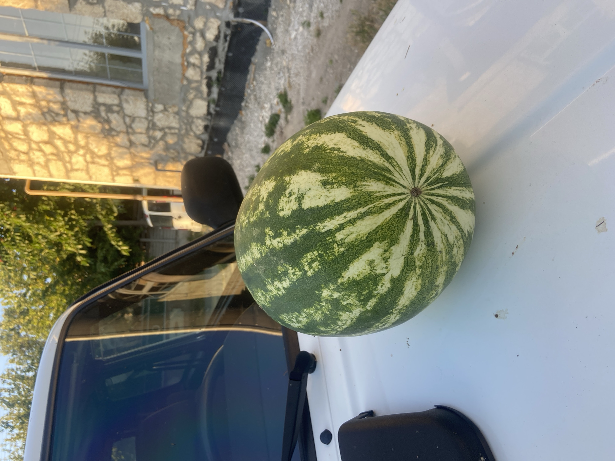 A whole, striped watermelon is resting on the hood of a white vehicle. The watermelon has a pattern of dark and light green stripes radiating from its stem end. The hood of the vehicle is white and appears to have some minor dirt or smudges. In the background, a stone building with a large window is visible, illuminated by the warm light of what appears to be late afternoon or early morning sun. Trees with green foliage are also present in the background, along with a section of a grey fence. The sky is visible above the trees and building.