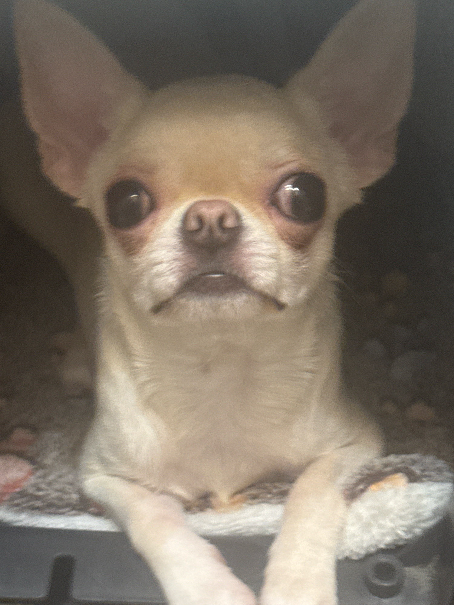 The image shows a close-up, head-on view of a tan and white Chihuahua dog. The dog is lying down, with its front paws resting on a gray and white plush surface. Its large ears are erect, and its dark, round eyes are looking directly at the camera. The background is dark and out of focus, making it difficult to discern any specific details of the environment. There are no people or other animals visible in the image. The scene appears to be indoors, possibly within a pet carrier or dog bed, given the plush bedding and the enclosed dark background. The image does not provide any information that would indicate its location in Novosibirsk, Russia, or any other specific geographical location.