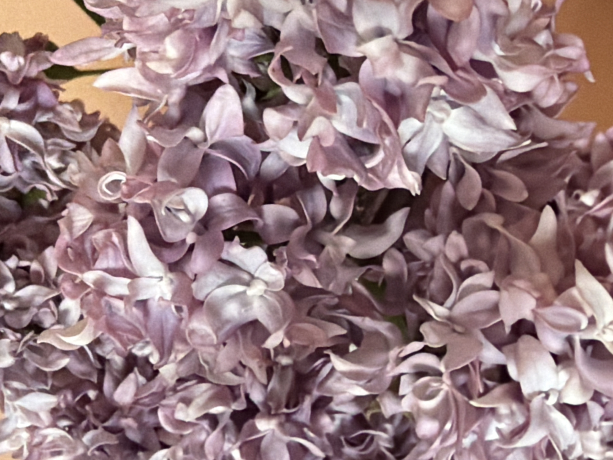 The image shows a close-up view of a cluster of lilac flowers, featuring numerous small blossoms in shades of purple and white. The flowers are densely packed, creating a textured surface. The background appears to be a solid light brown or beige color. There are no people or other objects visible in the frame. The image provides no verifiable information about the location in Chaikovsky, Russia.